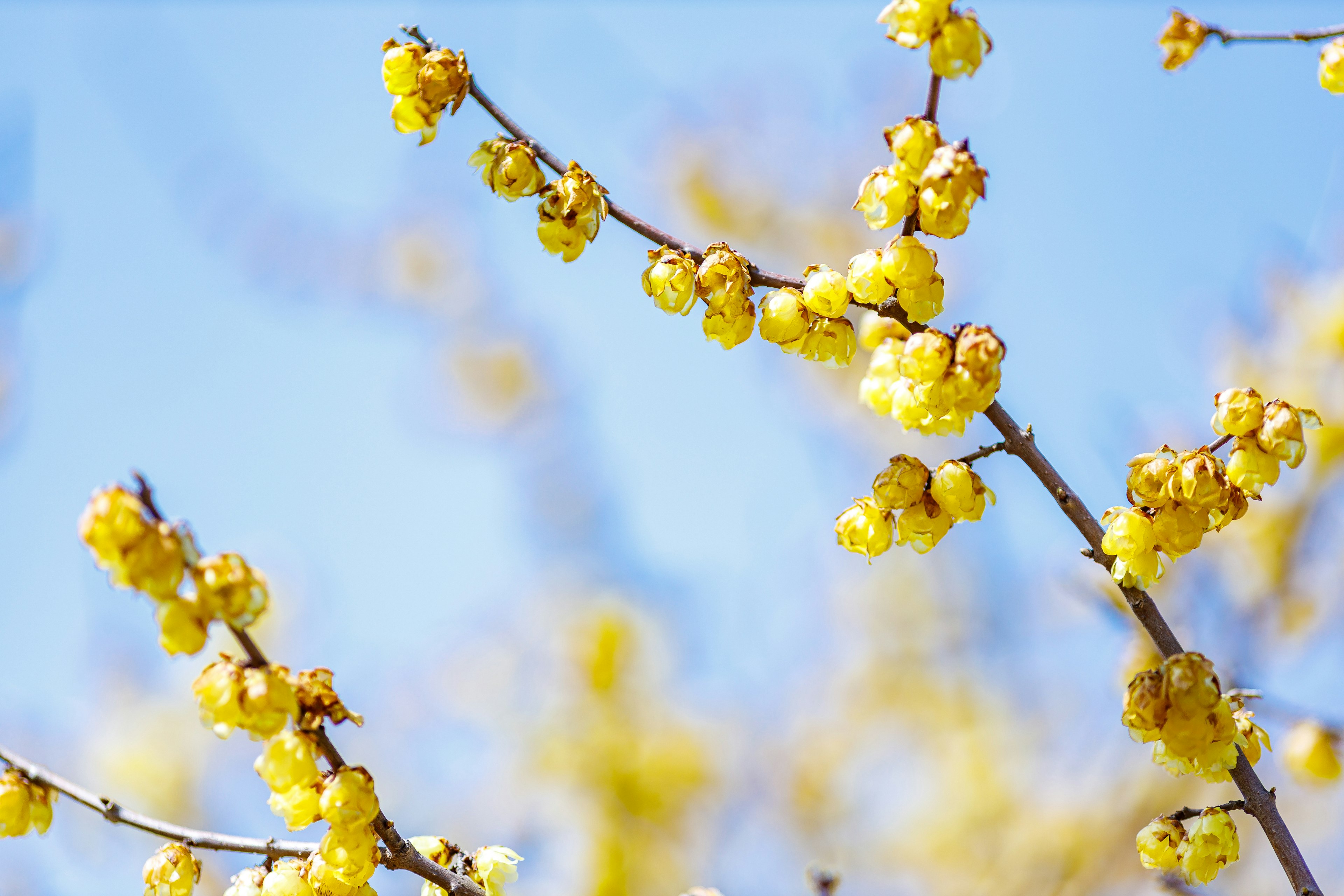 Äste mit gelben Blumen vor blauem Himmel