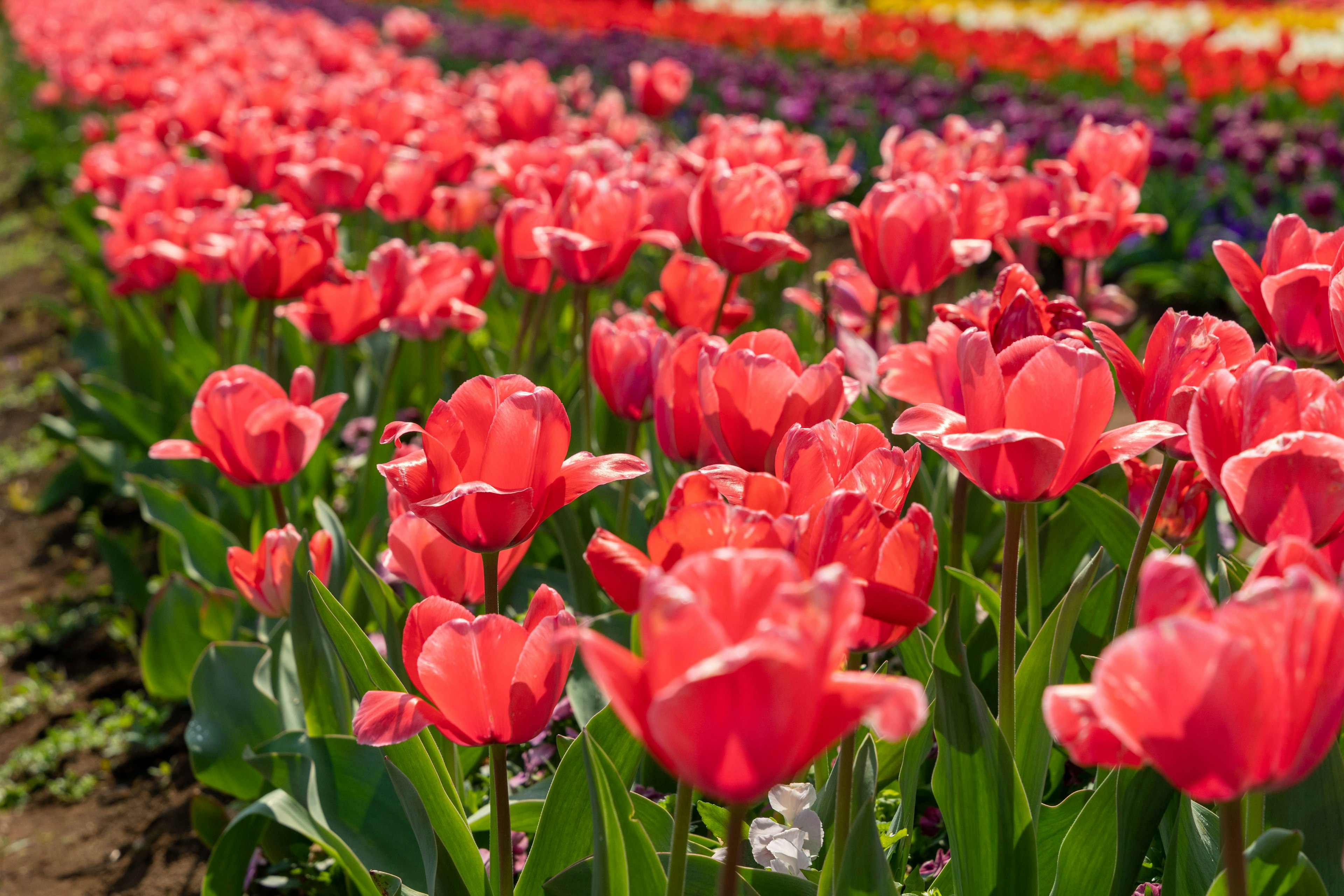 色鮮やかなチューリップの花畑の近景