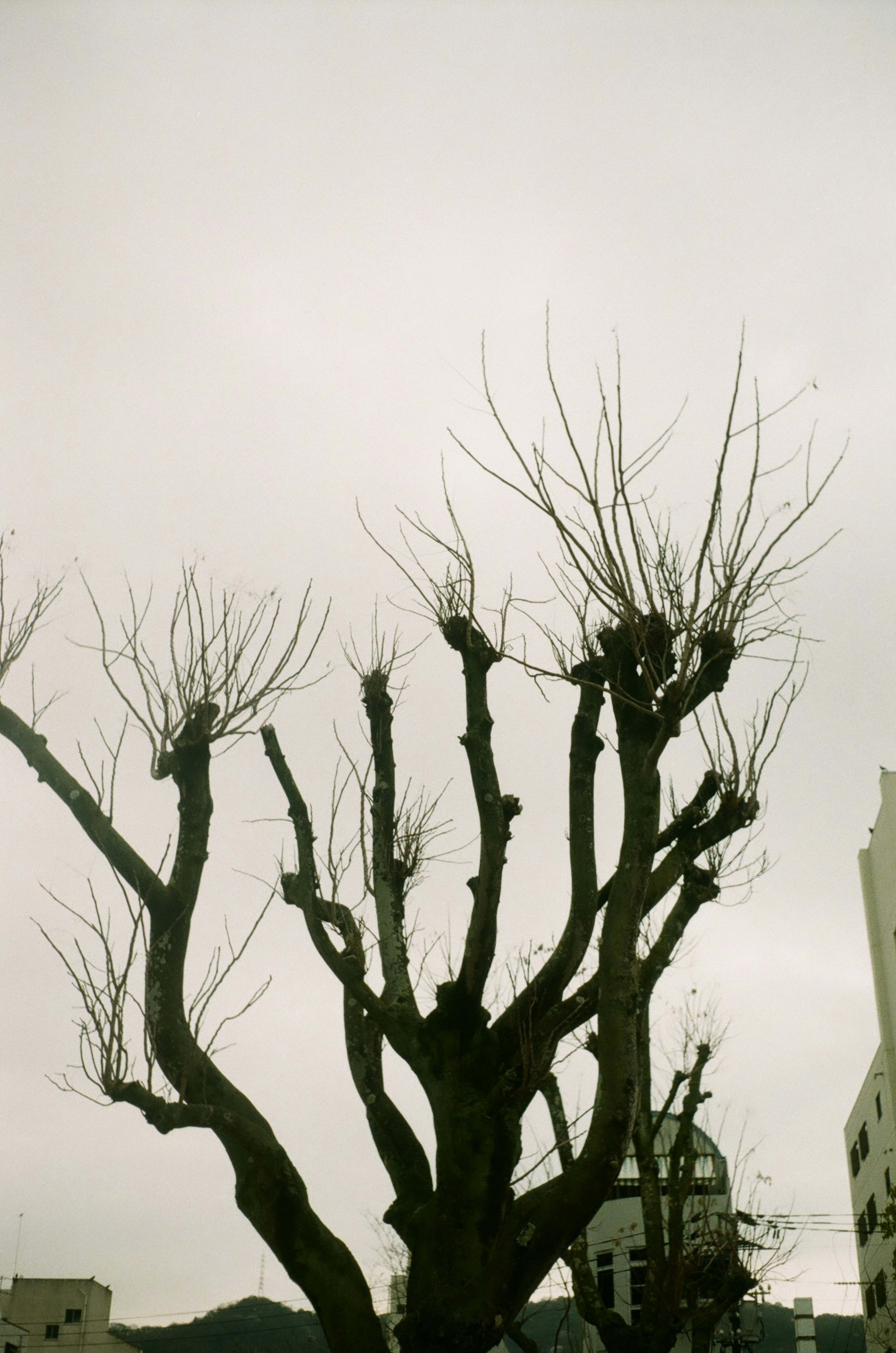 Silhouette eines blattlosen Baumes vor einem grauen Himmel