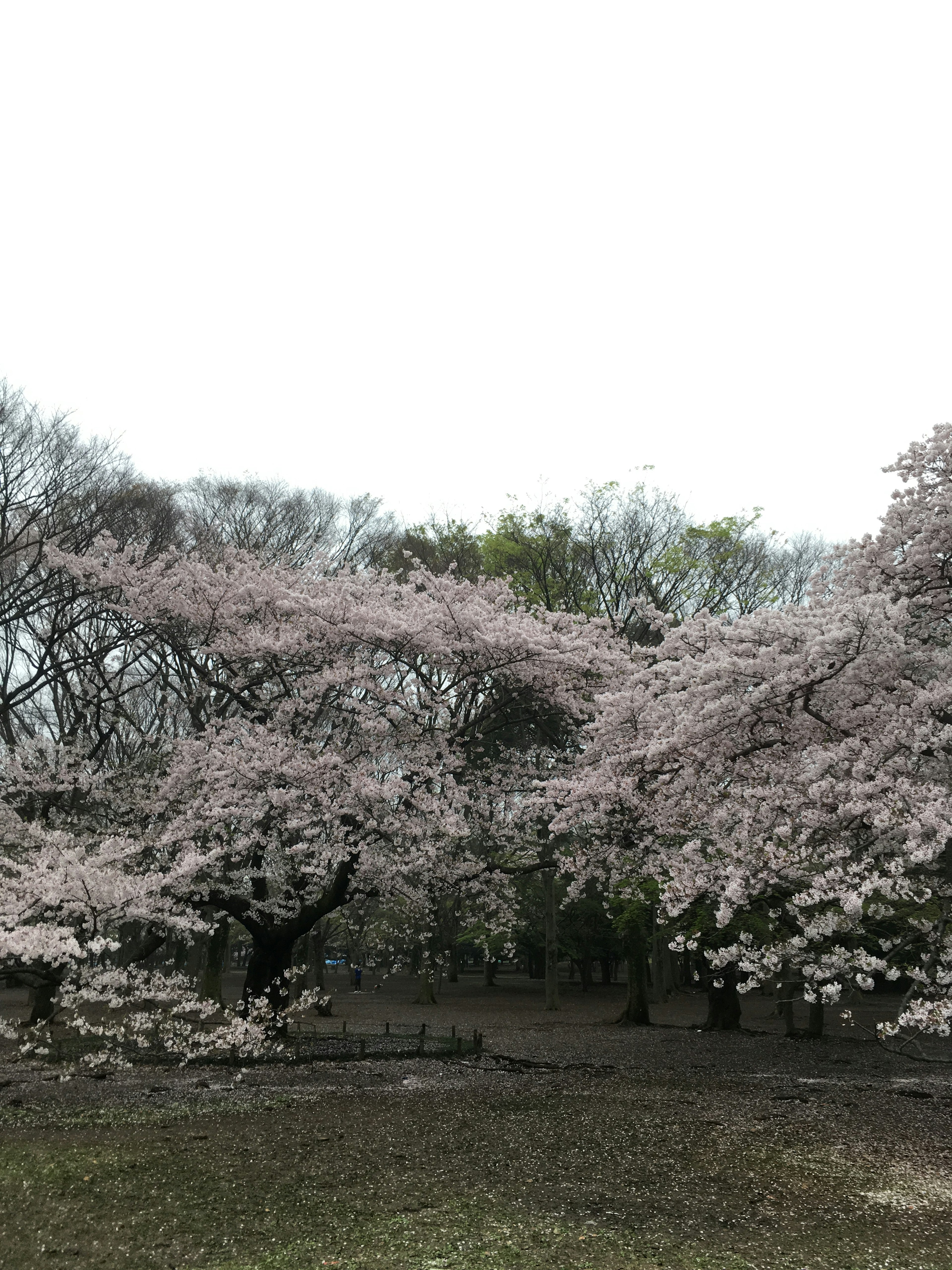 Un paysage avec des cerisiers en fleurs