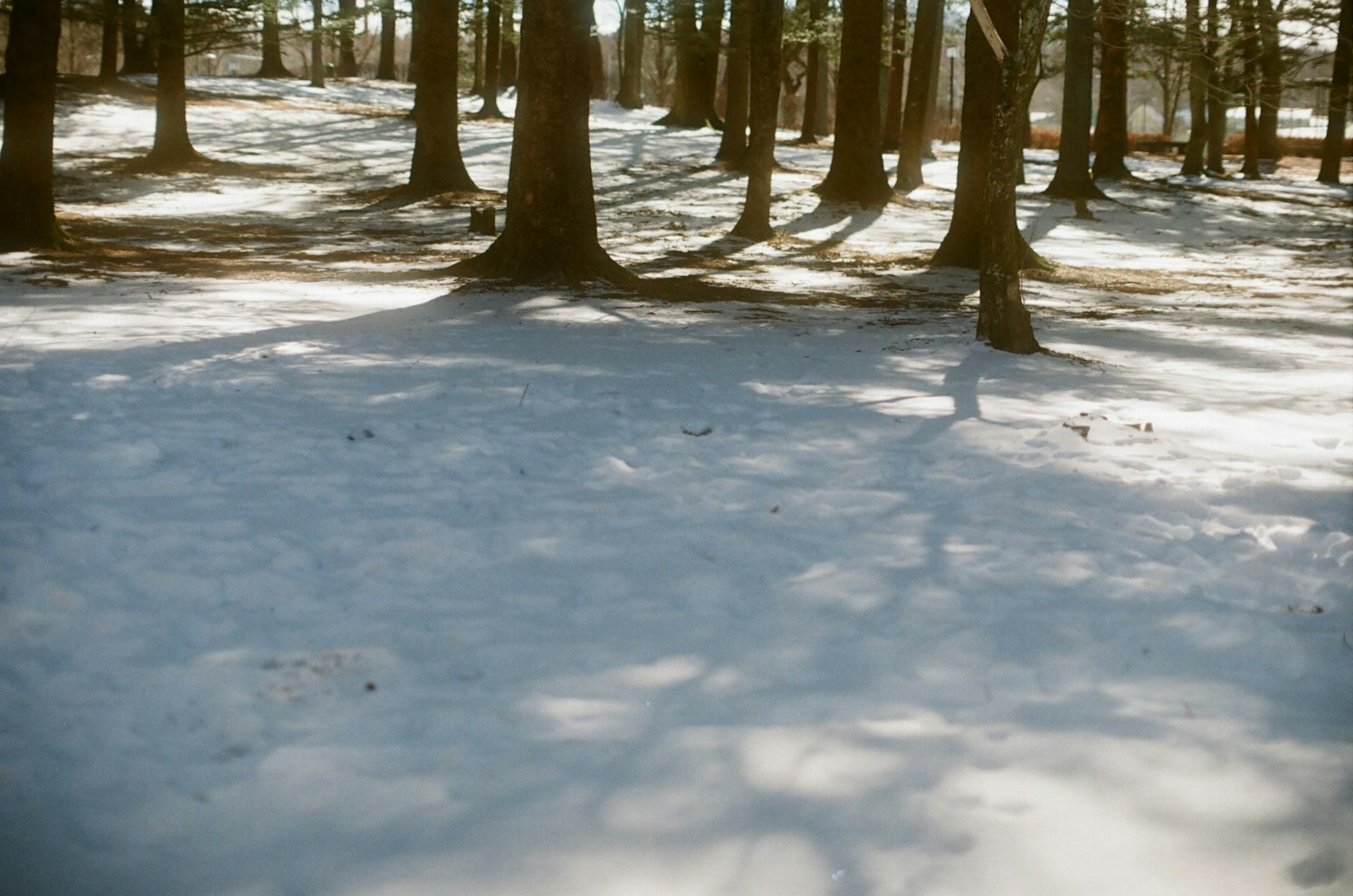 Suelo cubierto de nieve con sombras de árboles