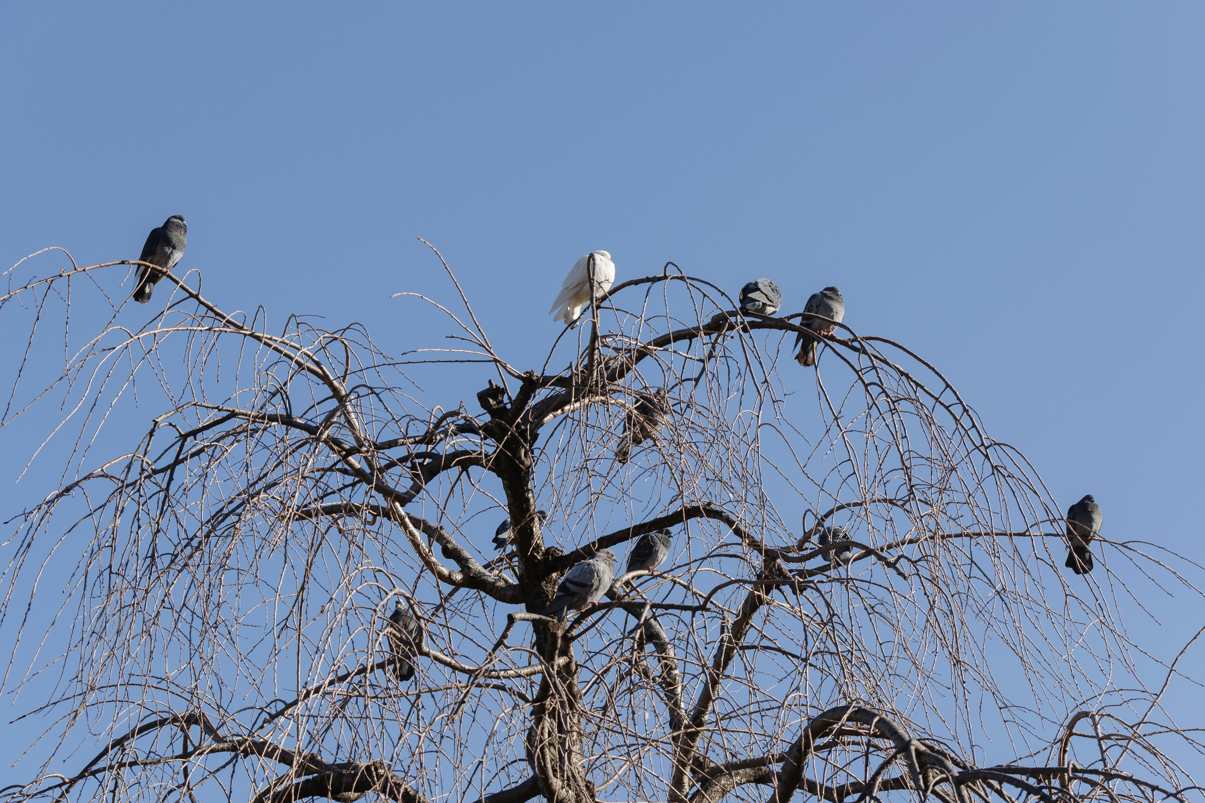 Birds perched on bare branches of a tree against a clear blue sky