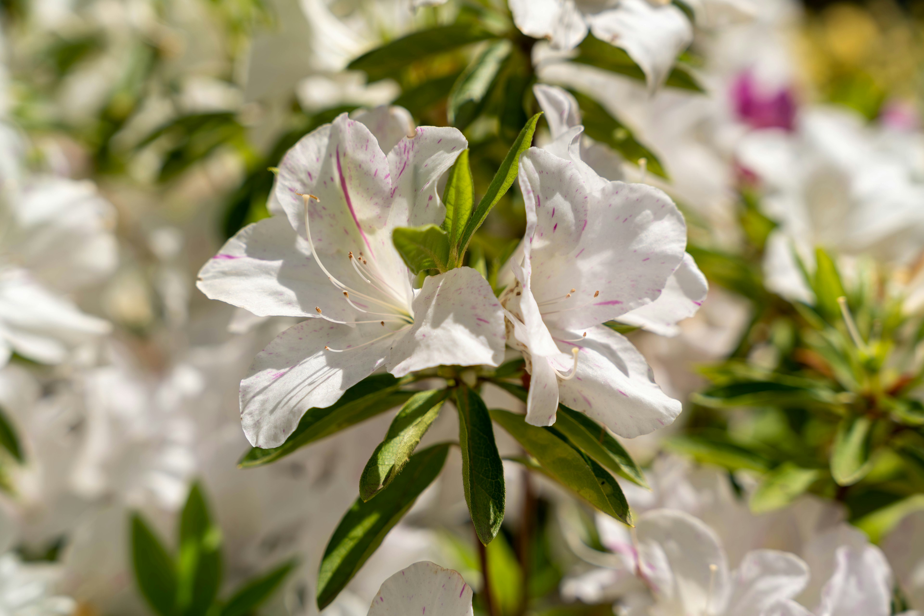 Close-up of white azalea flowers with green leaves