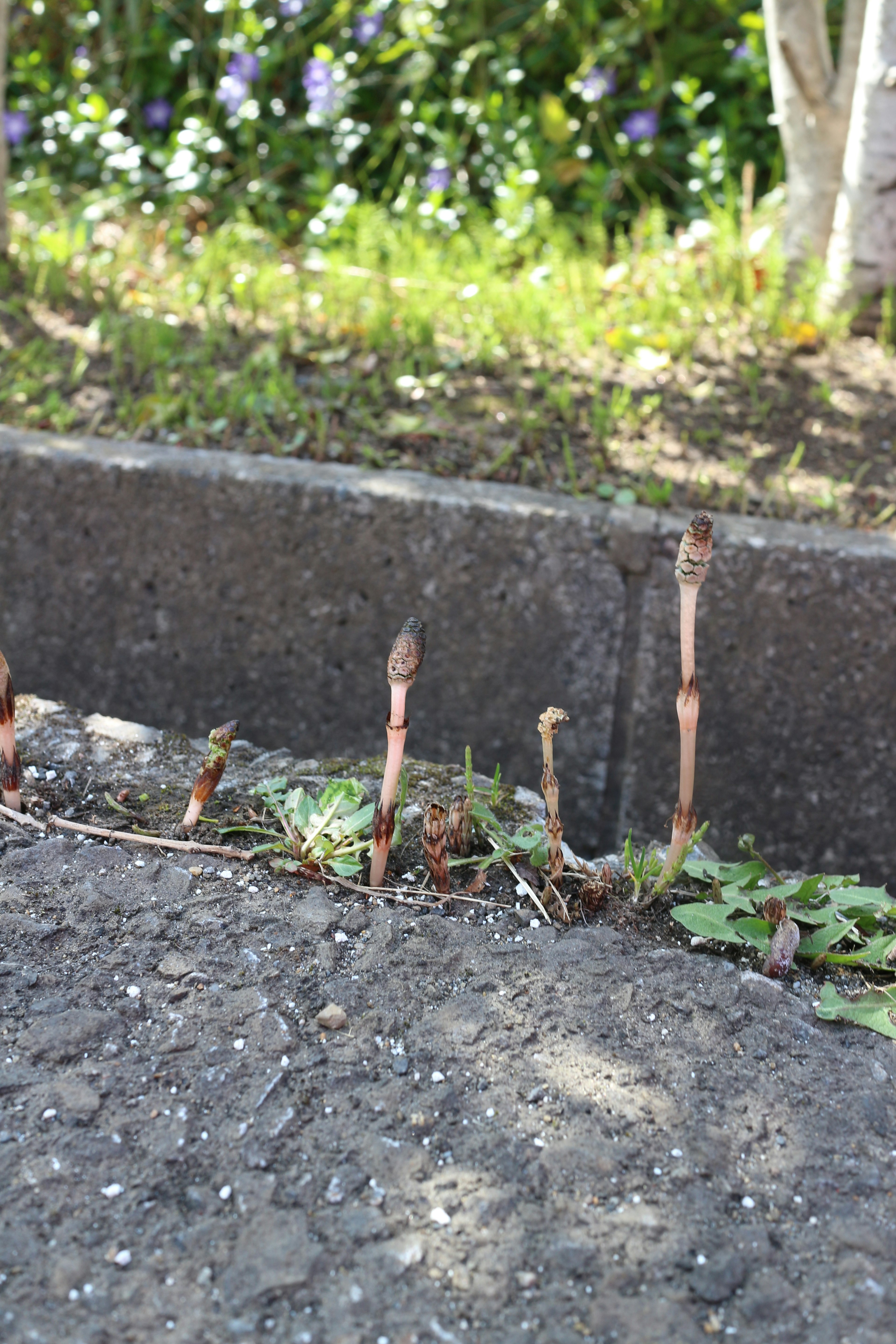 舗装の隙間から顔を出す若い植物の芽と緑の草