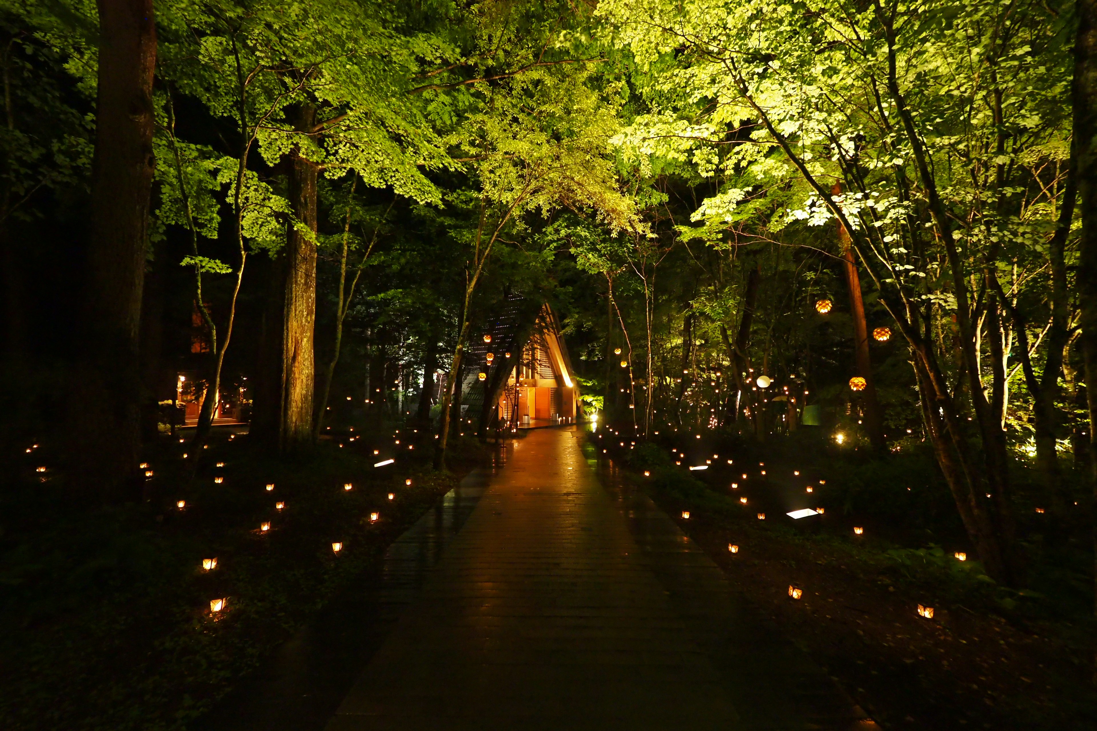 A magical pathway illuminated by lights surrounded by green trees