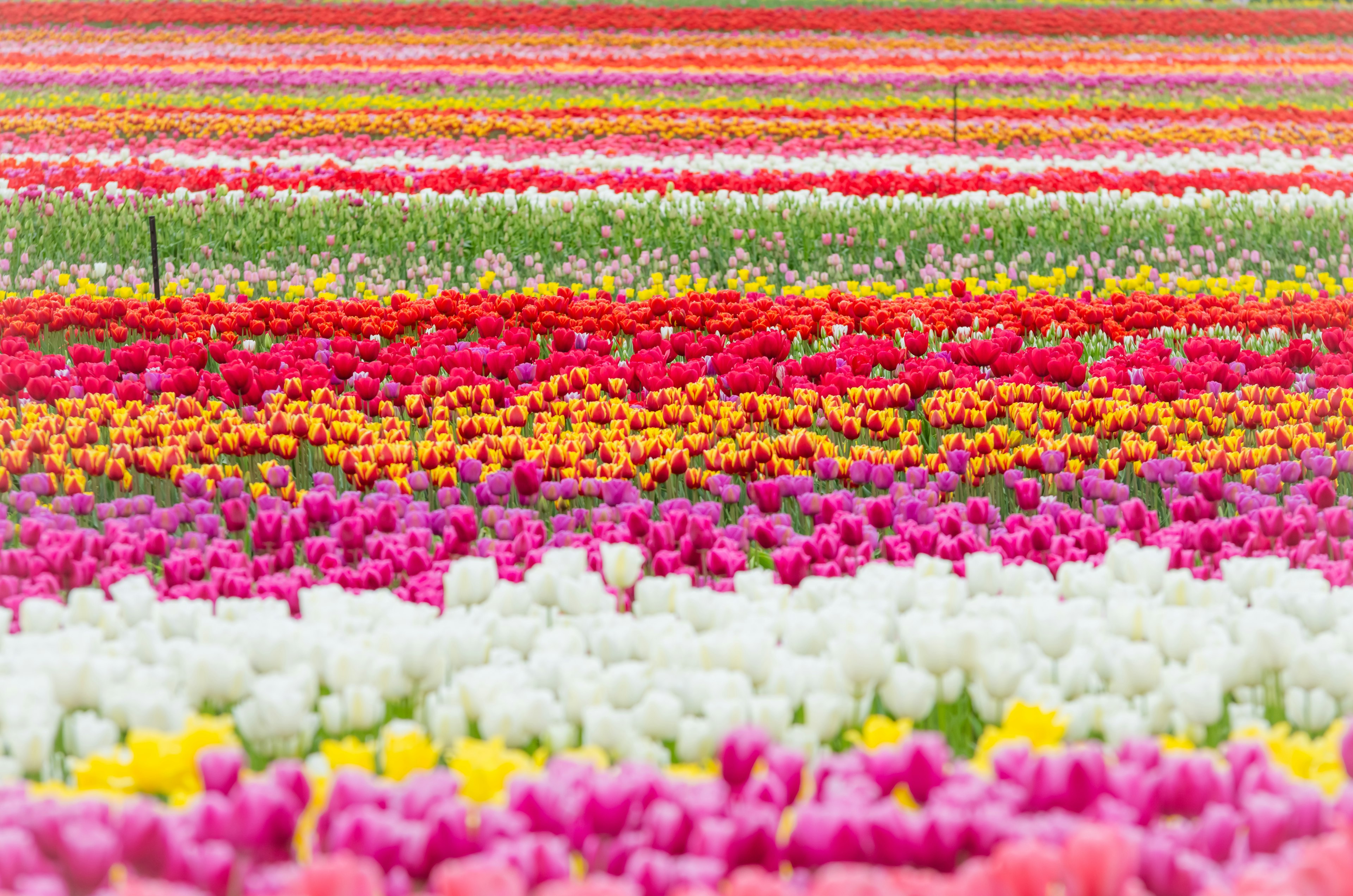 ทุ่งทิวลิปที่สดใสพร้อมแถวของดอกไม้สีสันสวยงาม