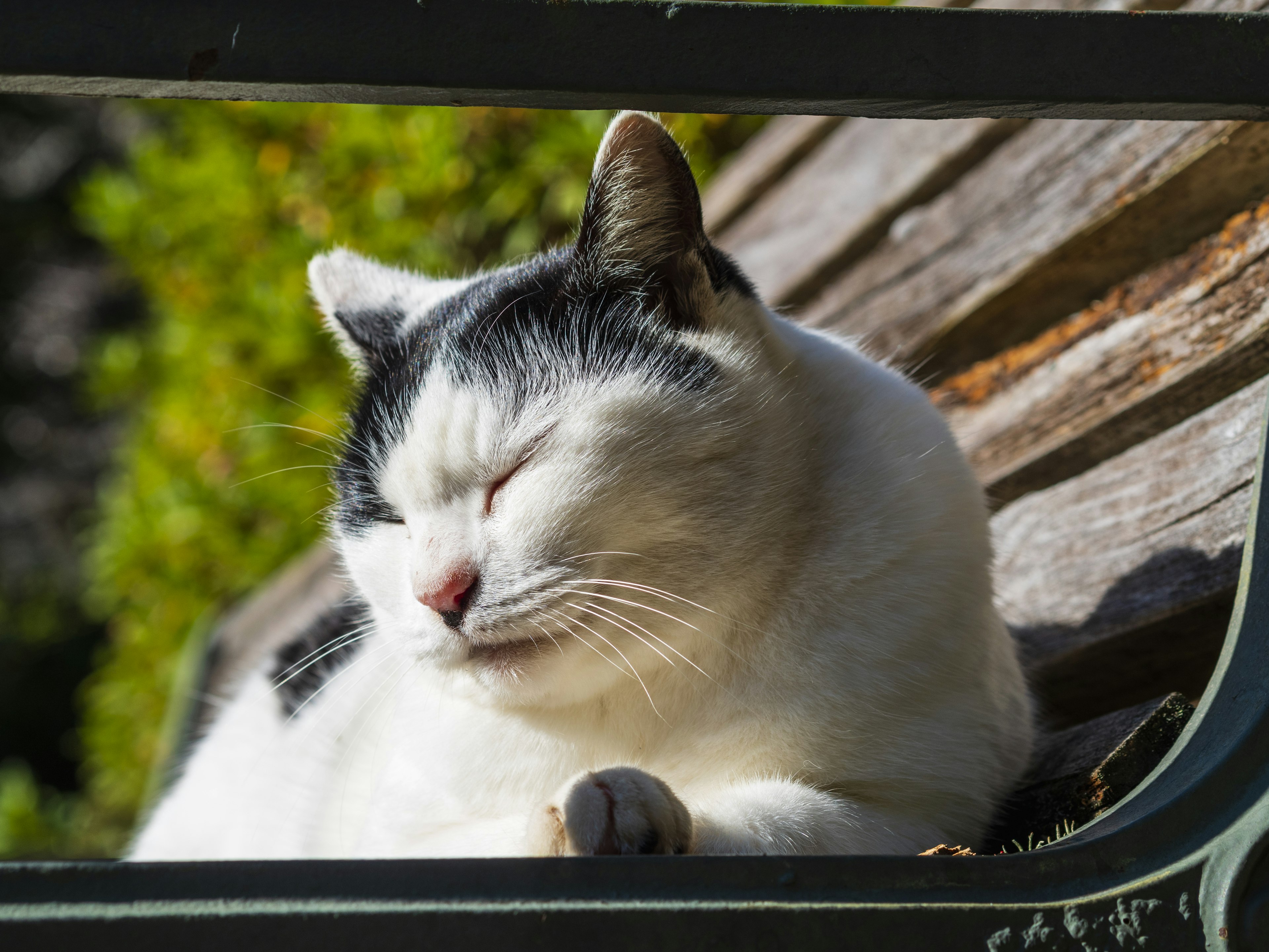 Schwarz-weiße Katze, die sich in der Sonne entspannt