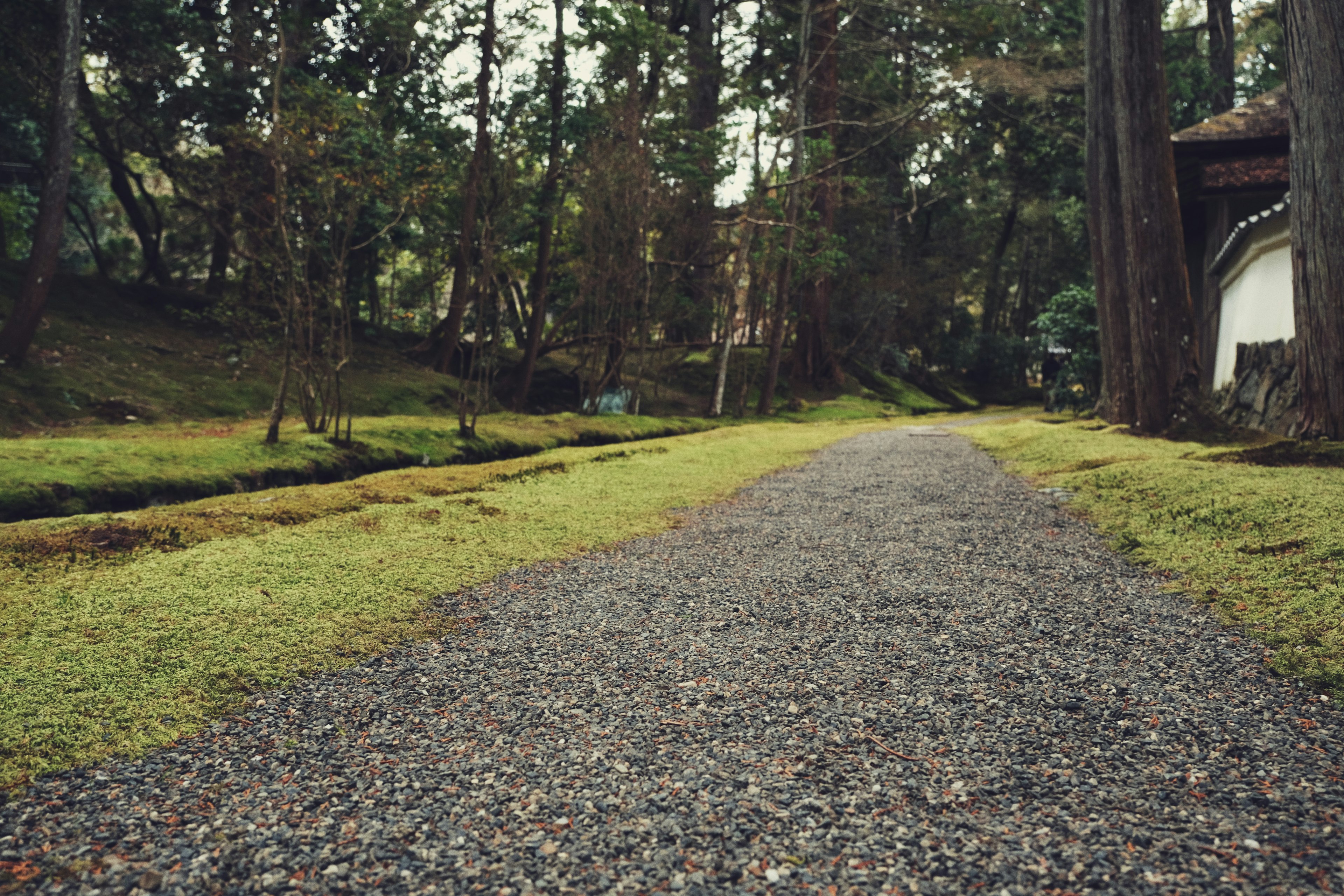 A tranquil forest path lined with green grass