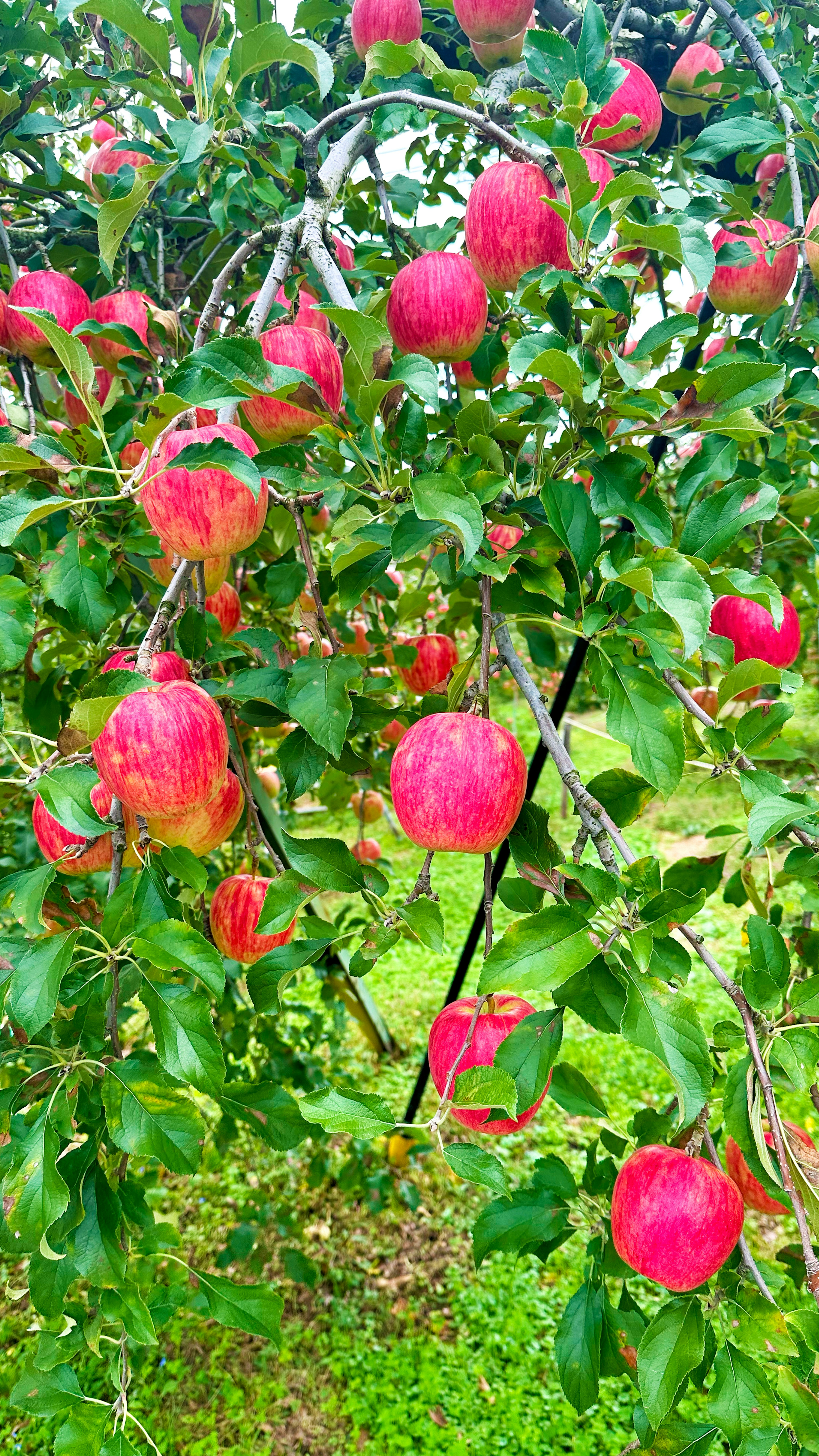 Branches de pommier chargées de pommes rouges mûres