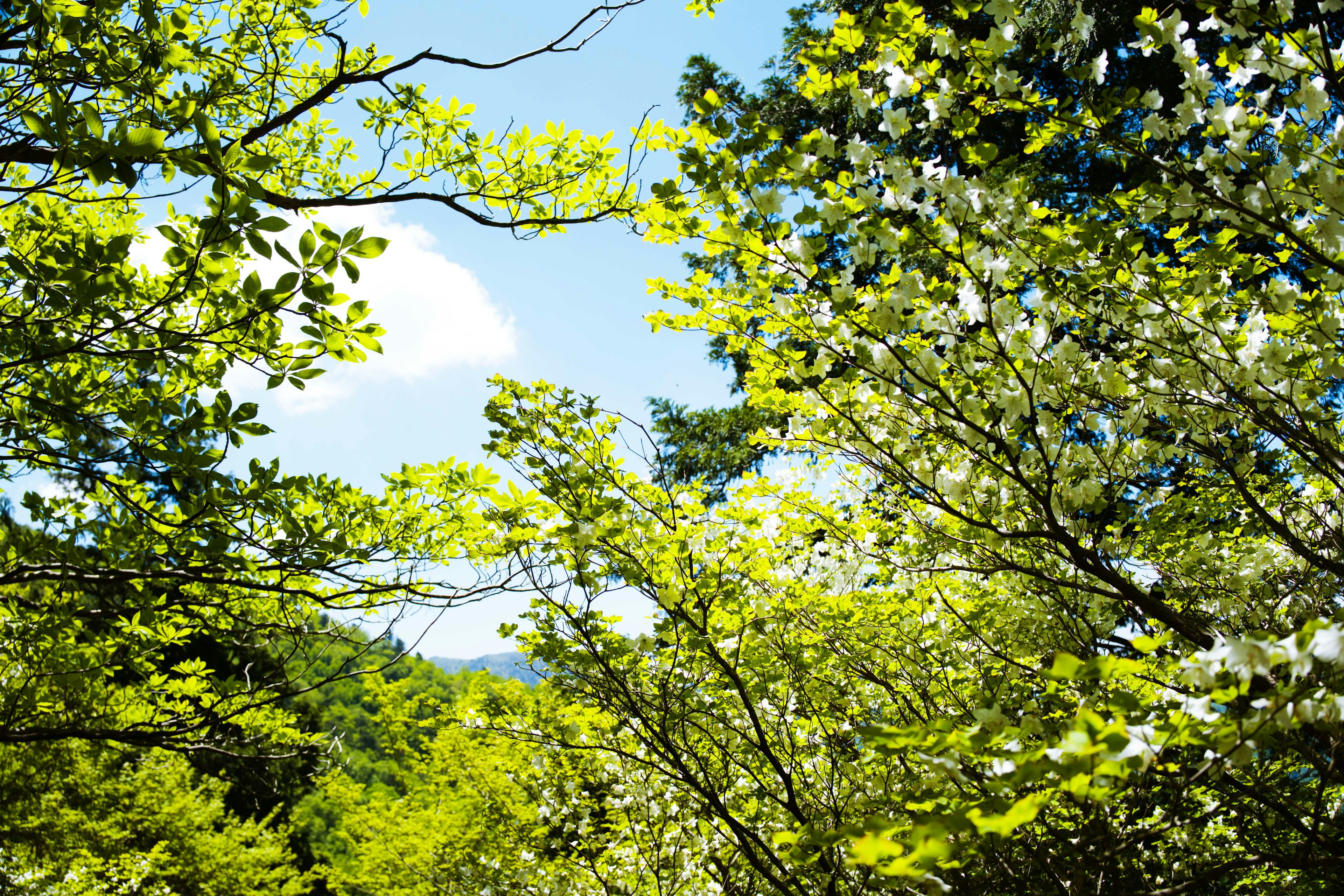 Árboles verdes exuberantes con hojas brillantes bajo un cielo azul claro