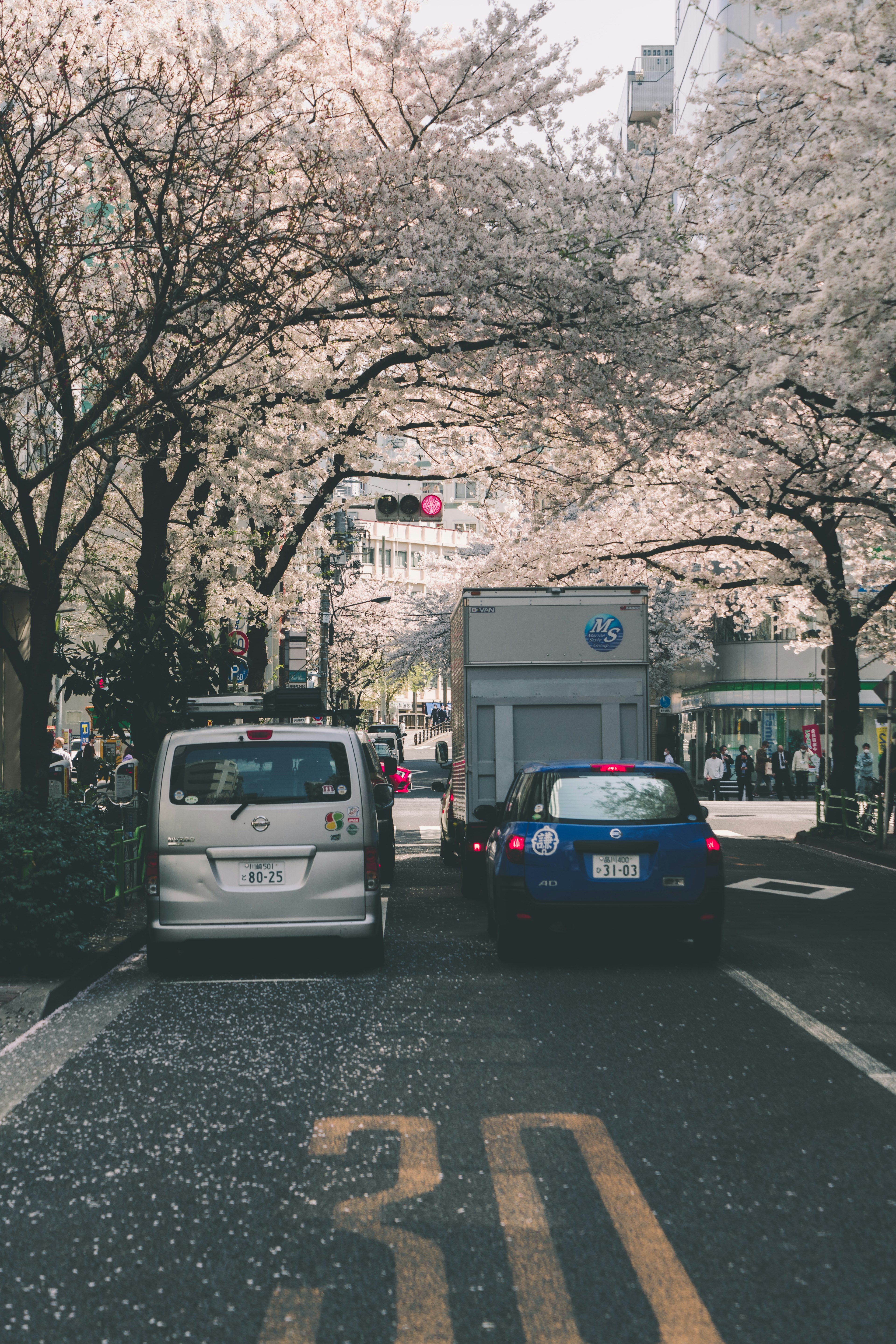 White and blue cars parked on a street lined with cherry blossom trees