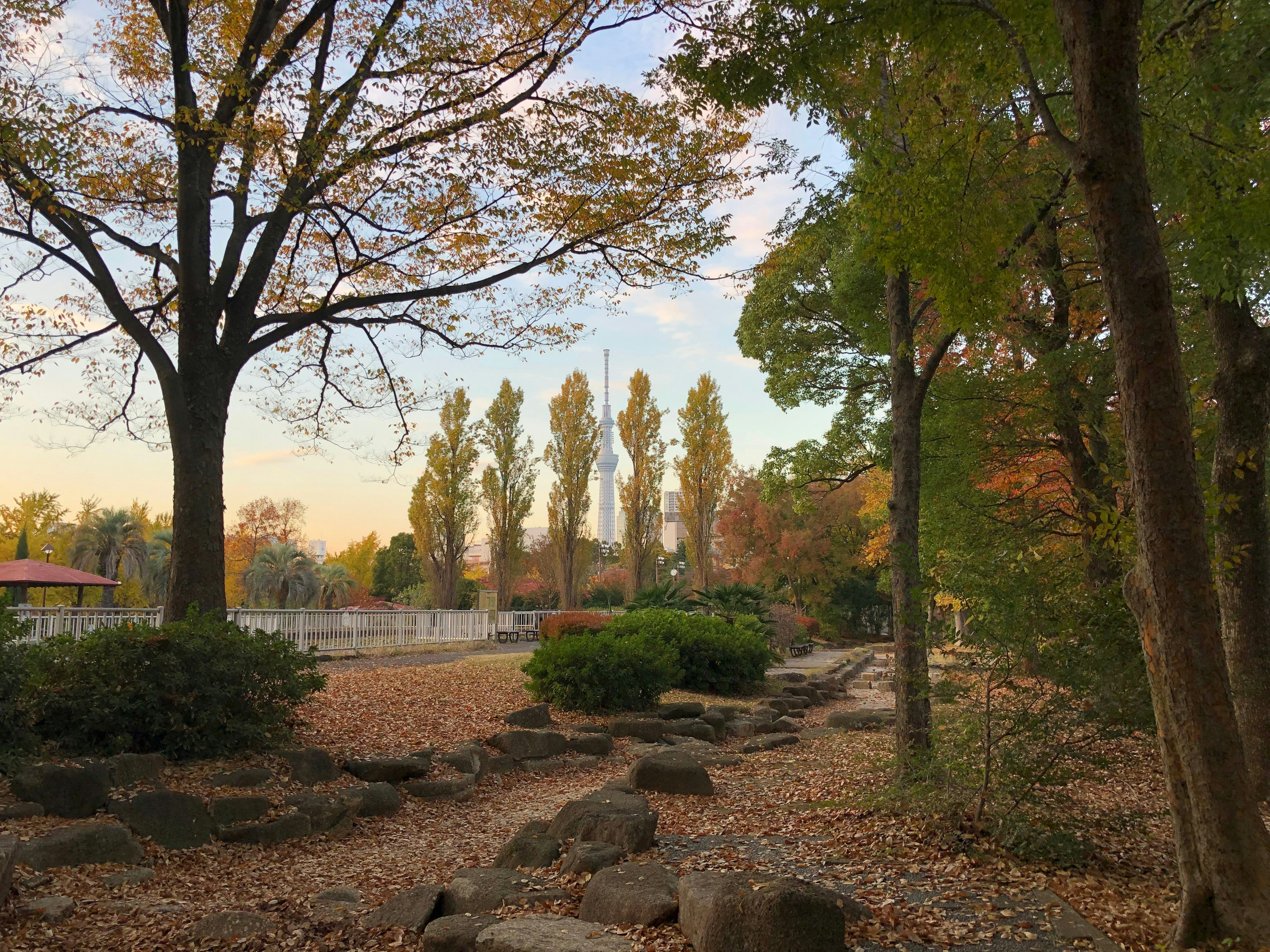 Paesaggio autunnale di un parco con alberi verdi e un sentiero coperto di foglie cadute