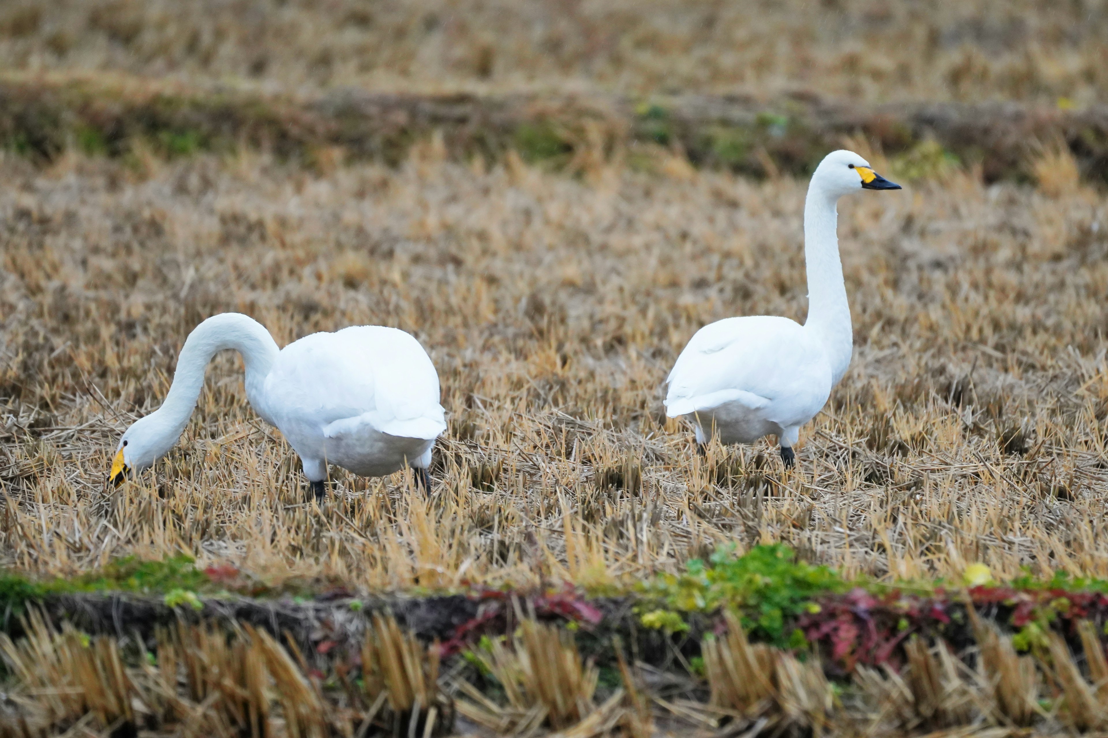 Due cigni bianchi che cercano cibo in un campo di riso