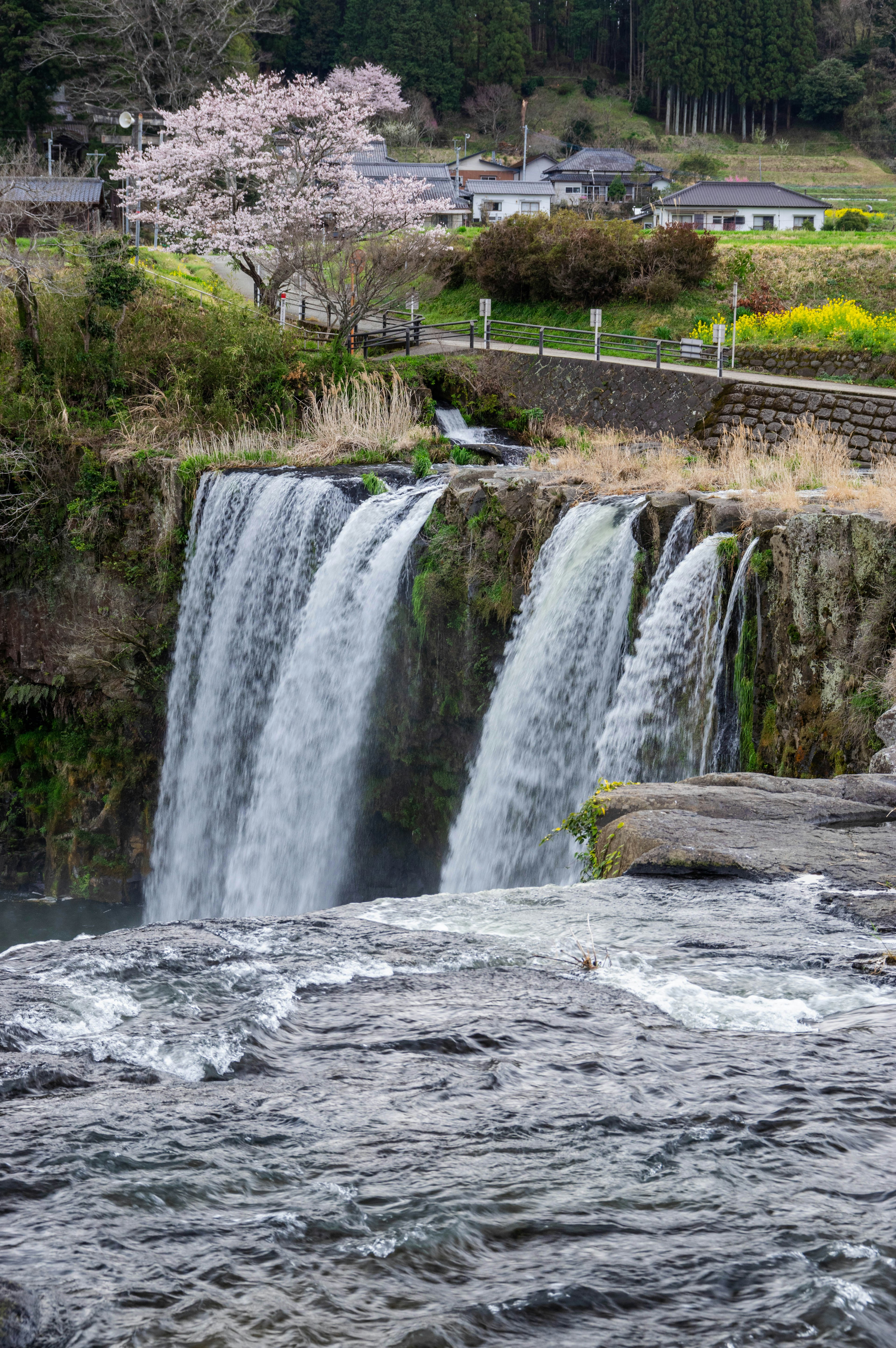 Vista panoramica di una cascata con alberi di ciliegio in fiore sullo sfondo