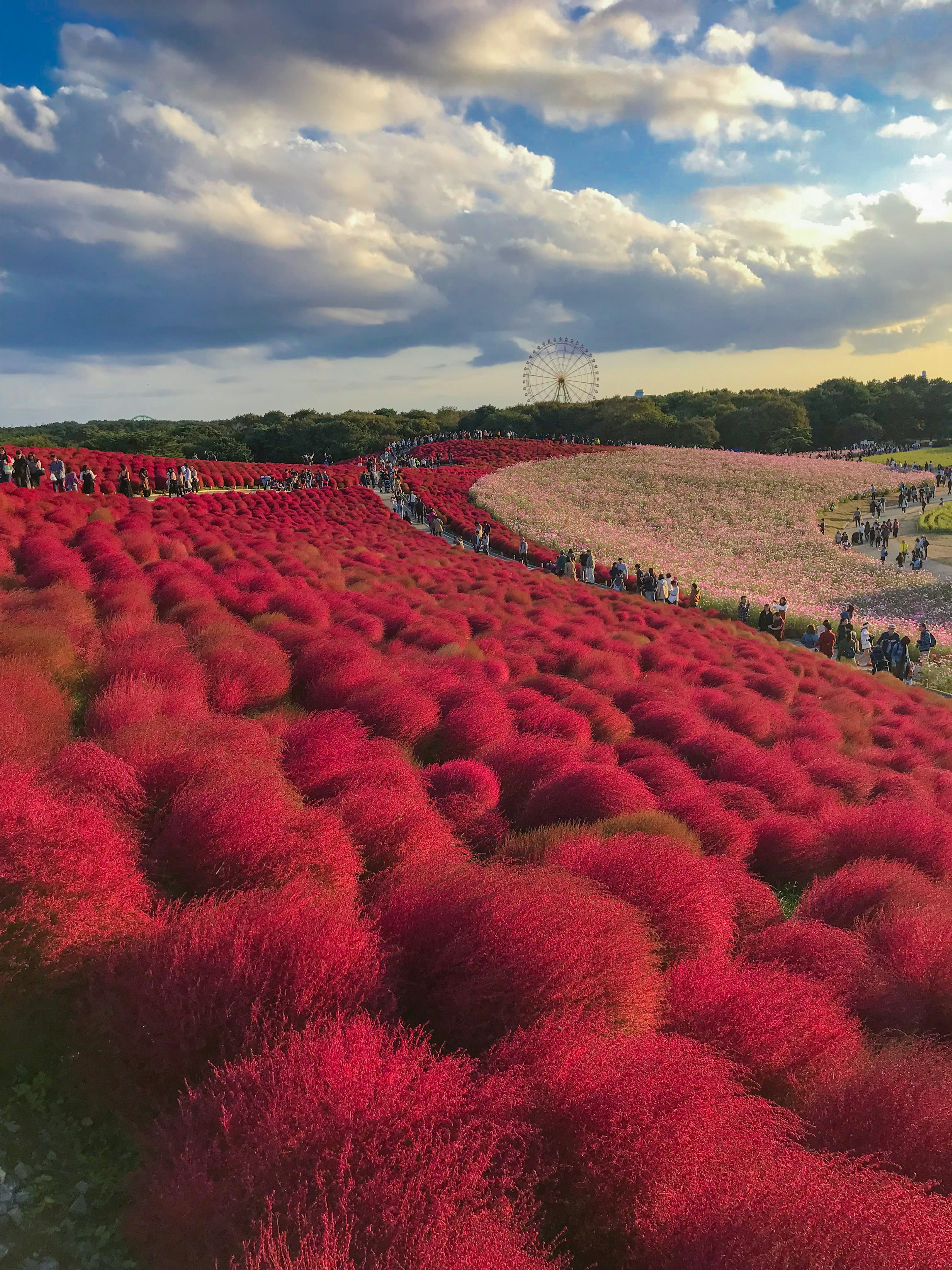 赤いコキアの丘が広がる風景と青空