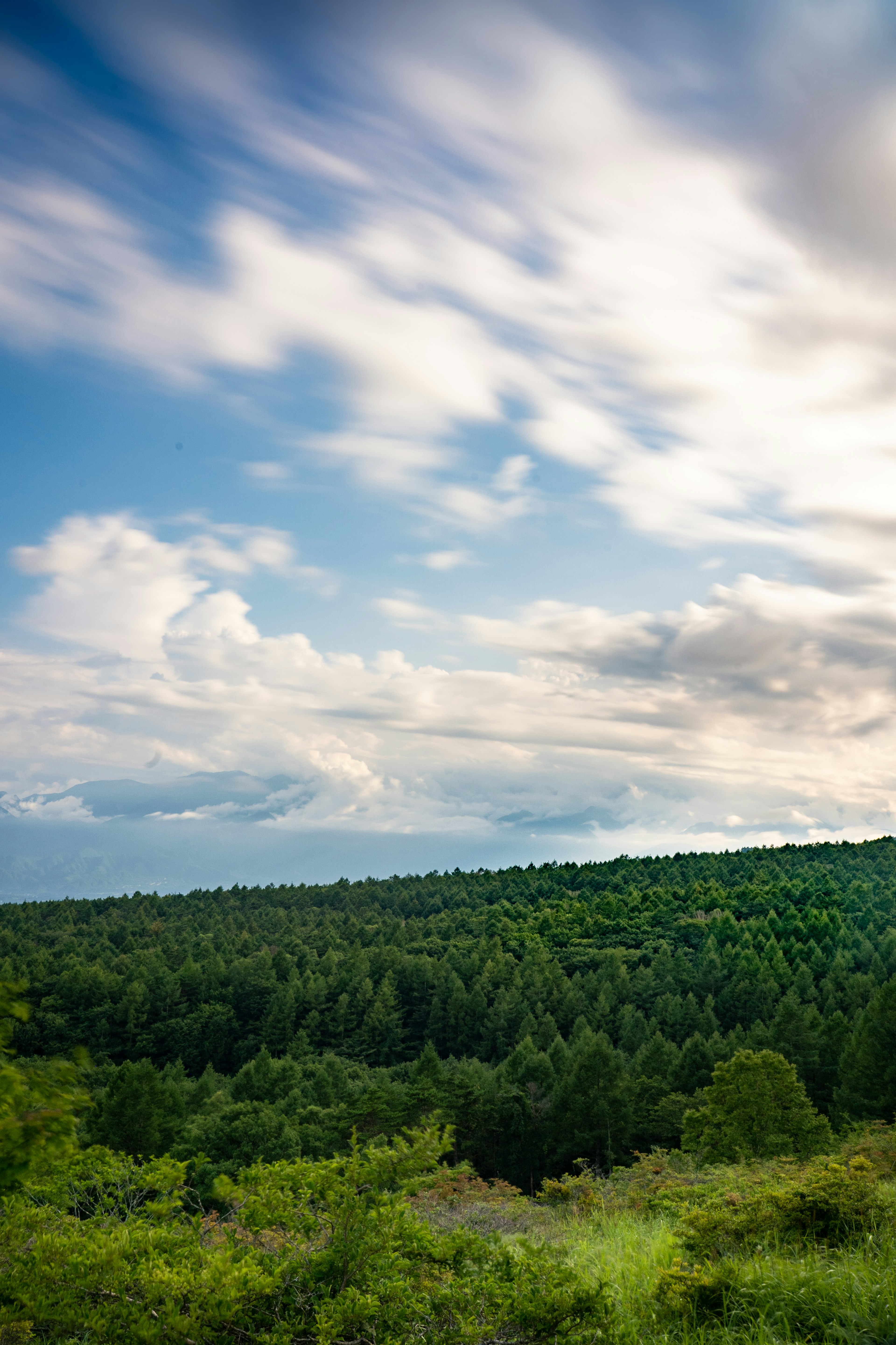 Paysage d'une forêt verdoyante sous un ciel bleu avec des nuages