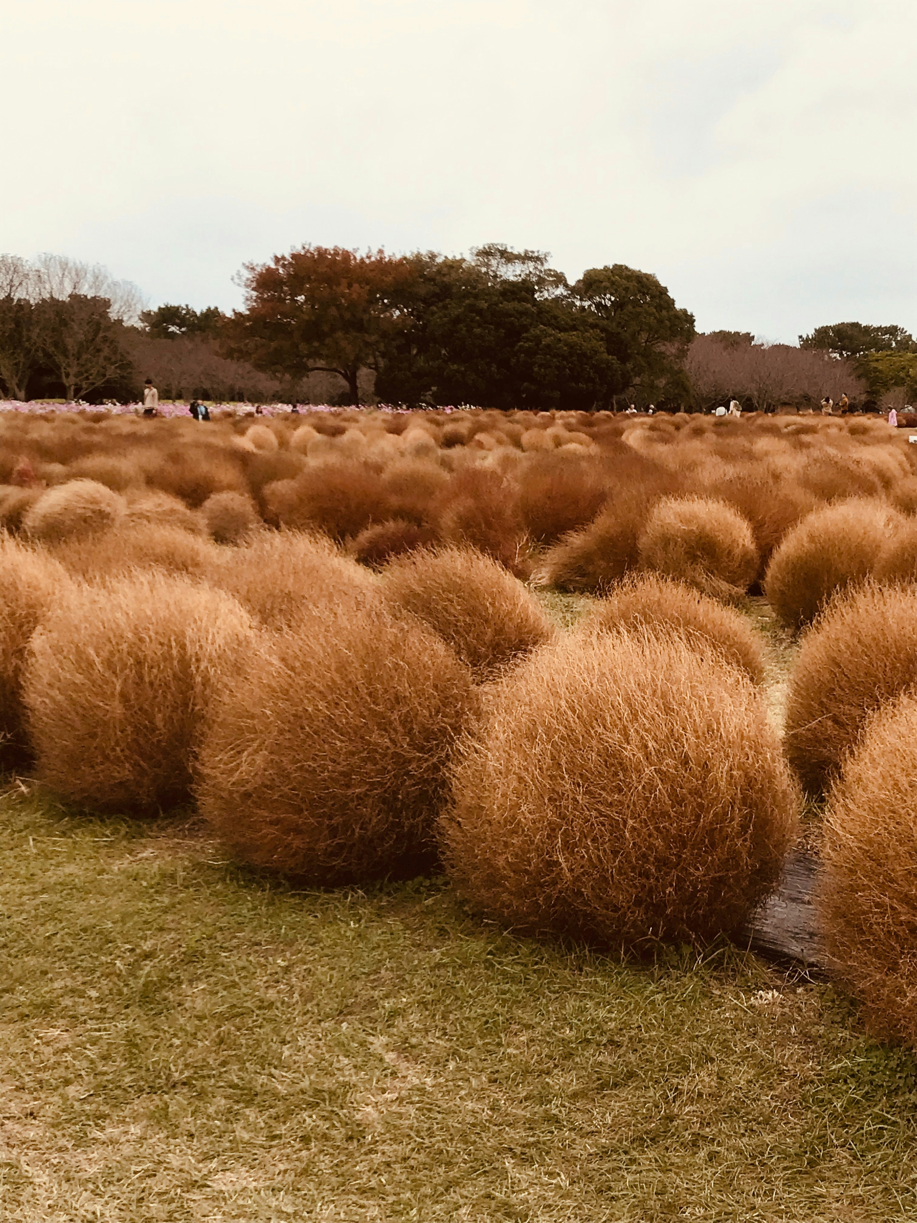 広がる茶色のコキアの球状の植物が点在する風景