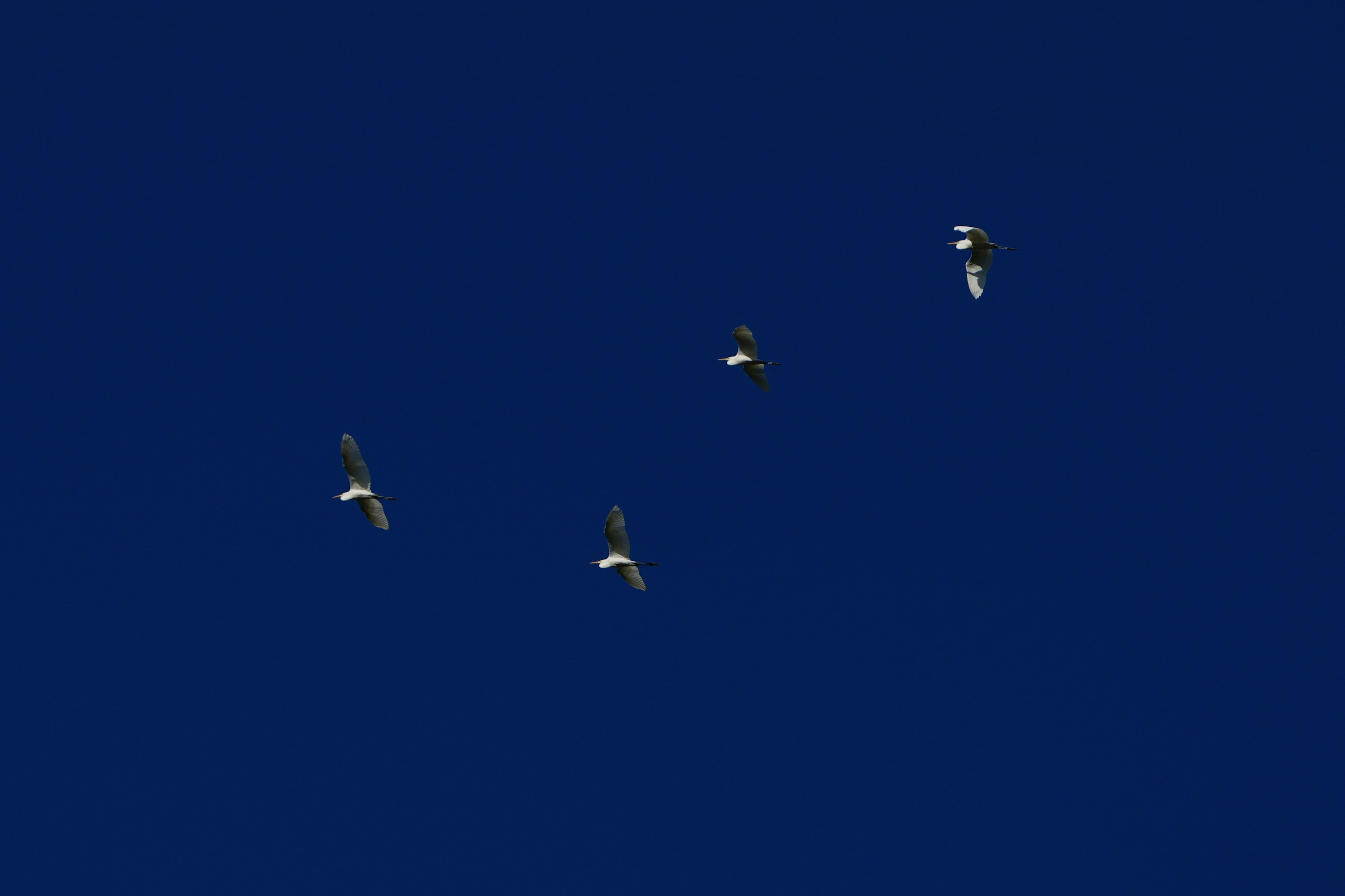 Four birds flying in a blue sky