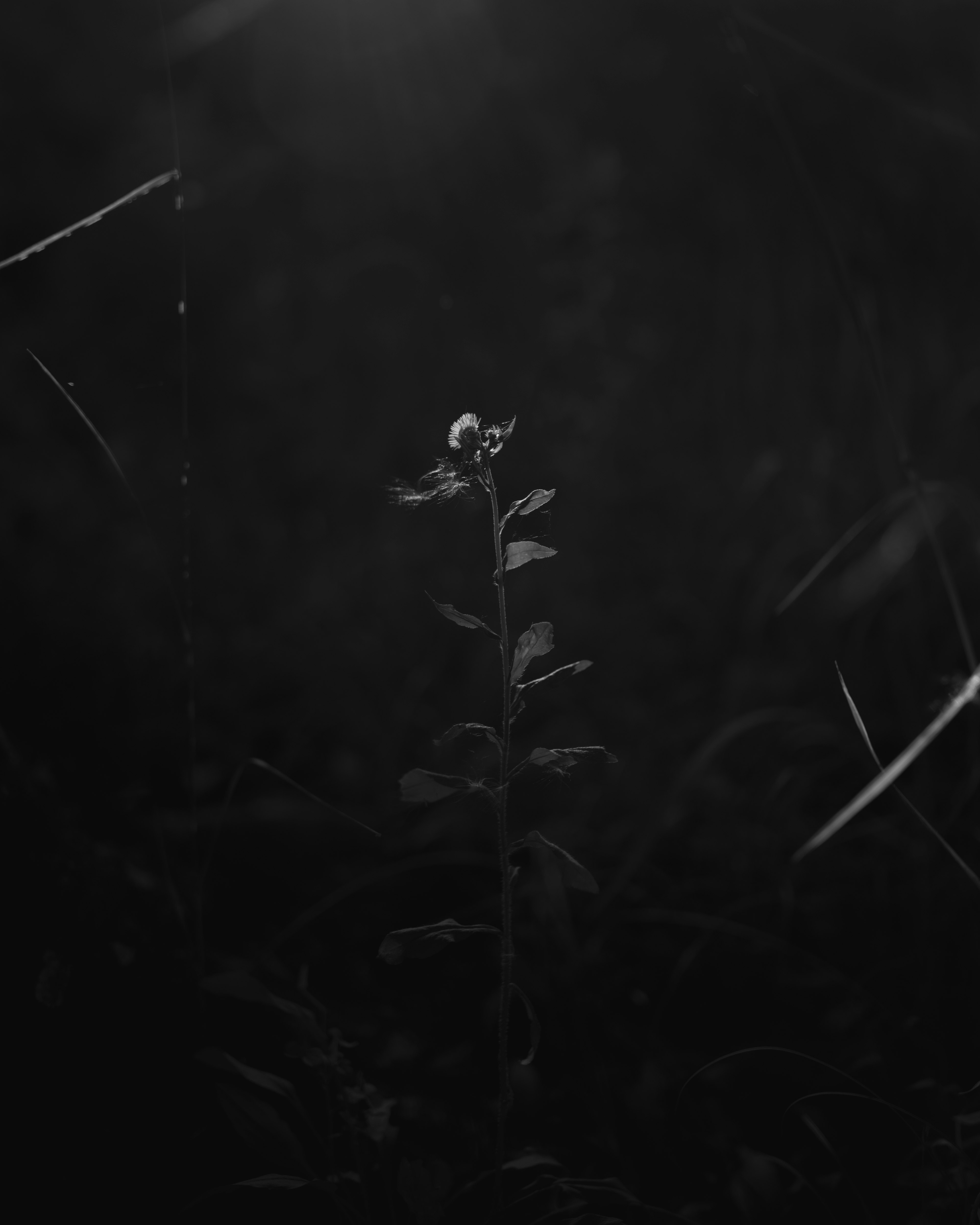 Une image en noir et blanc frappante d'une plante fine avec des feuilles émergeant d'un fond sombre