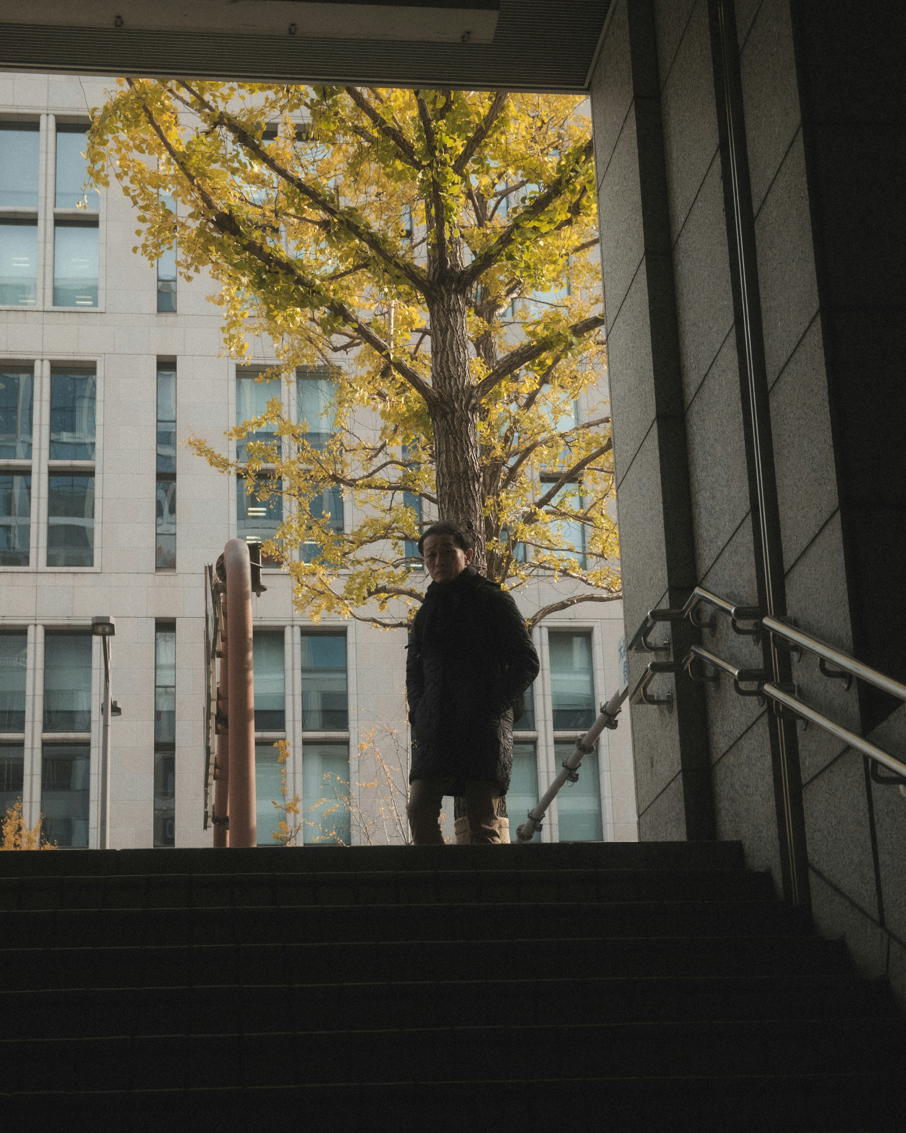 Person standing at the bottom of stairs with a yellow tree