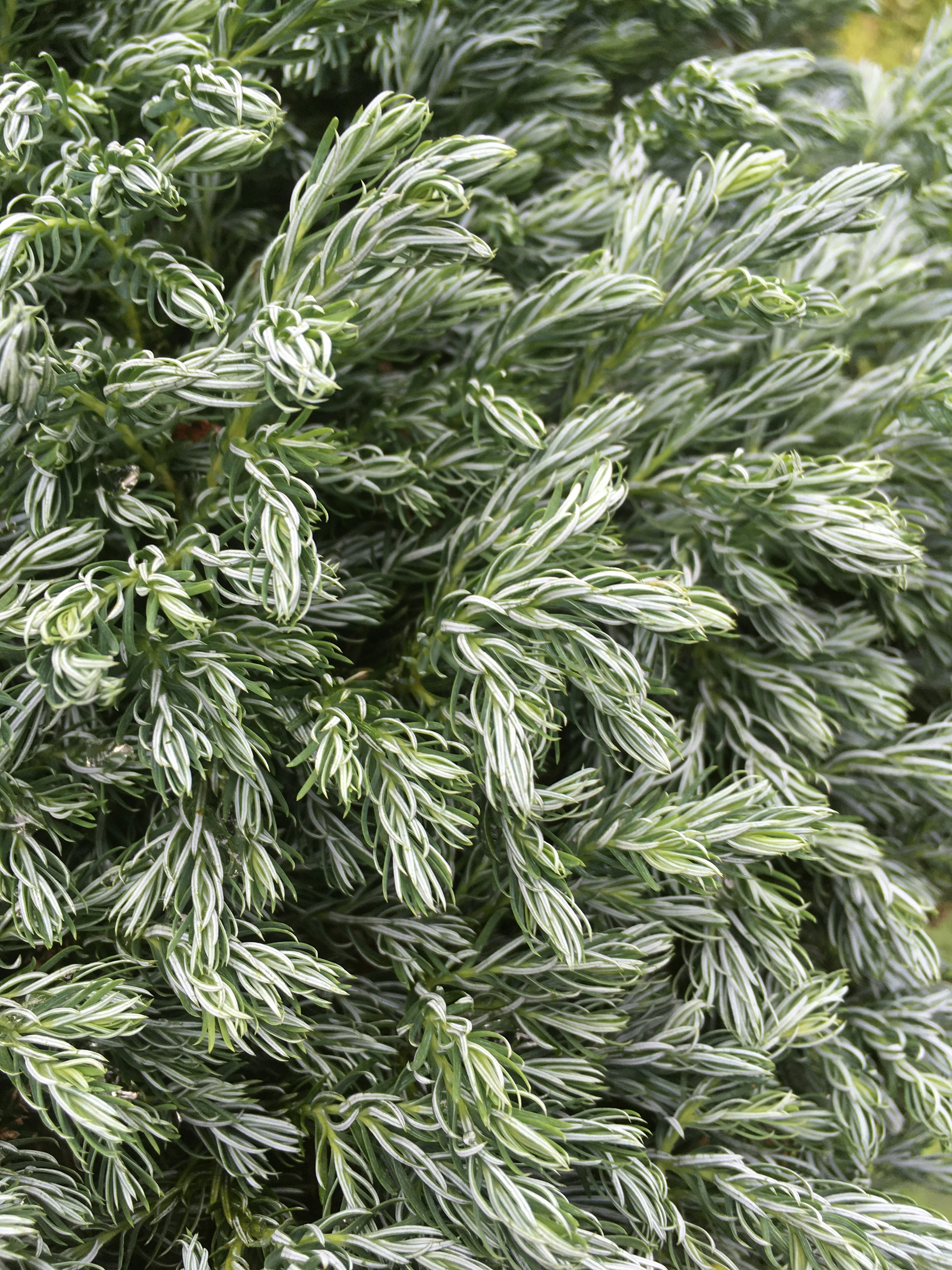 Primer plano de una planta con hojas verdes largas