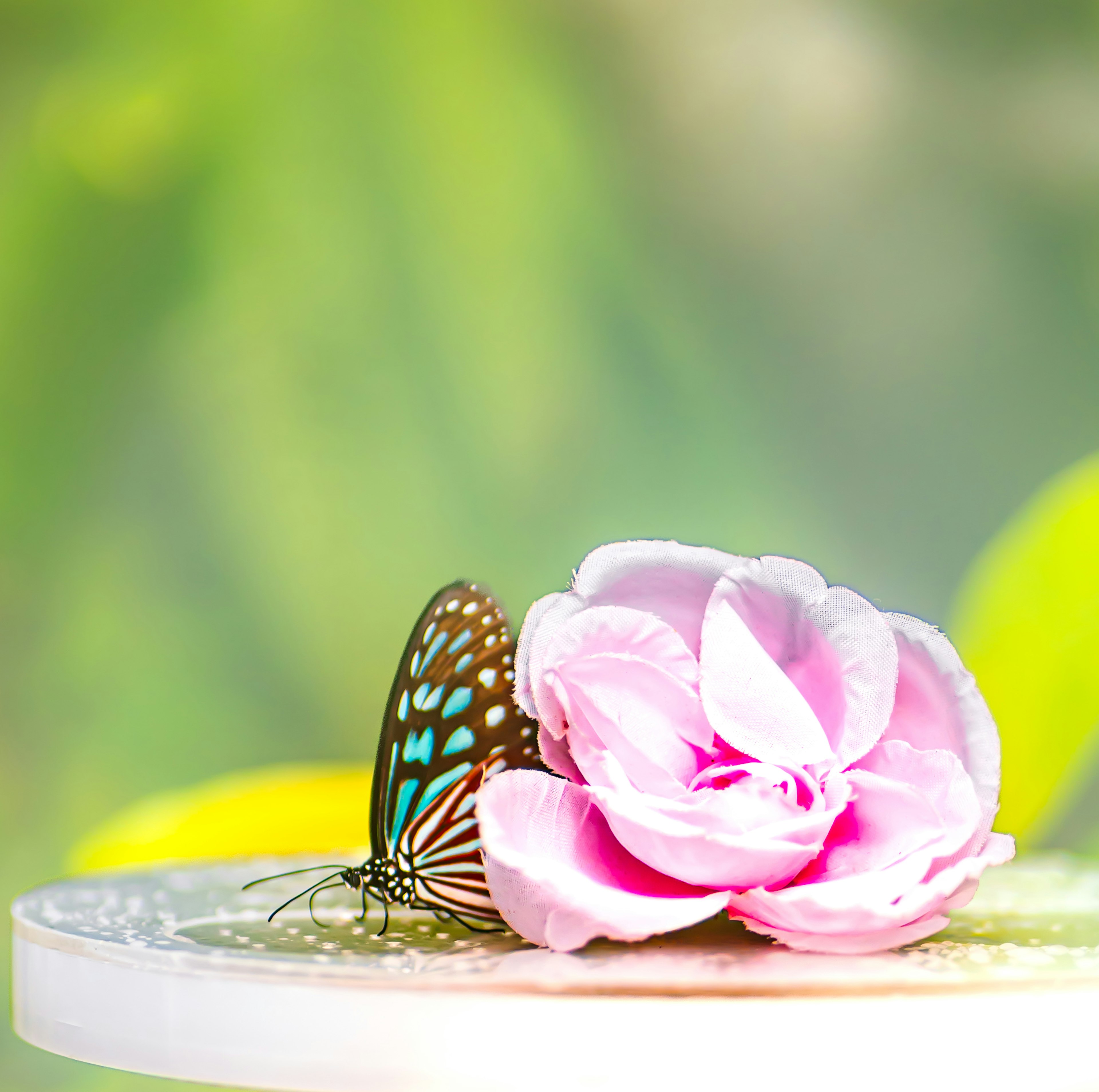 A butterfly with blue patterns resting on a pink flower on a table