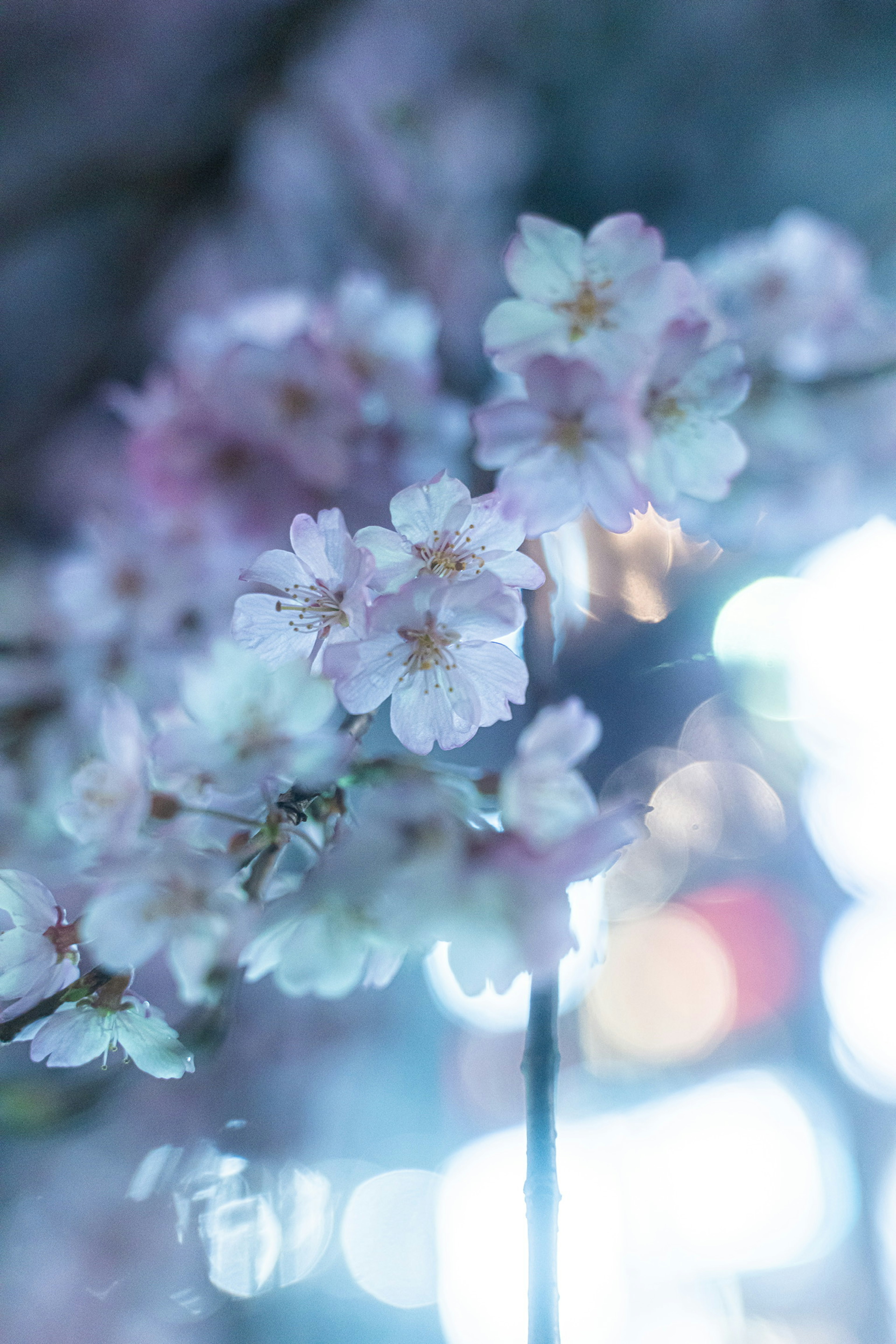 Bella foto di fiori di ciliegio su uno sfondo leggermente illuminato