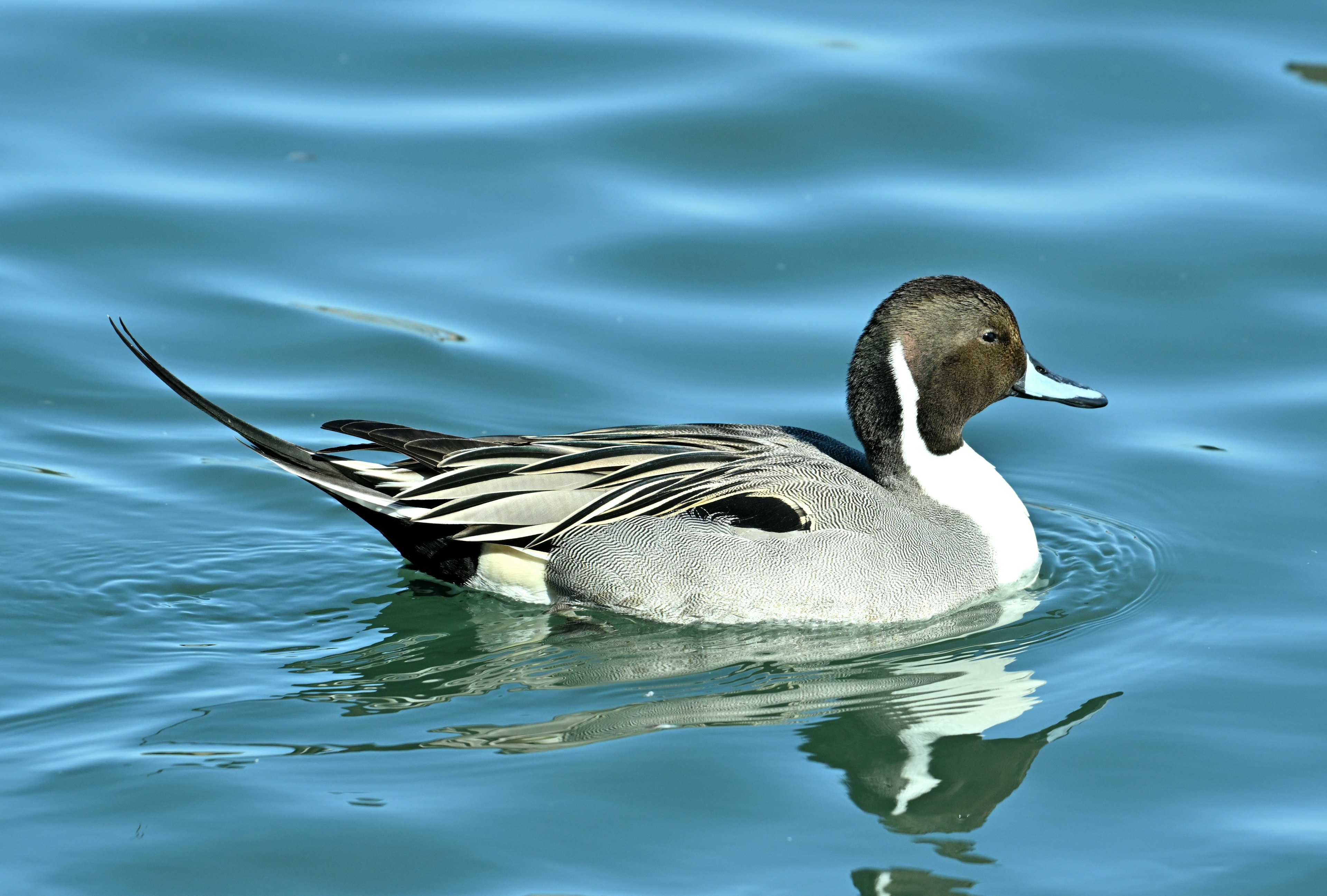 Canard pilet mâle nageant sur une surface d'eau bleue mettant en valeur ses magnifiques motifs de plumes