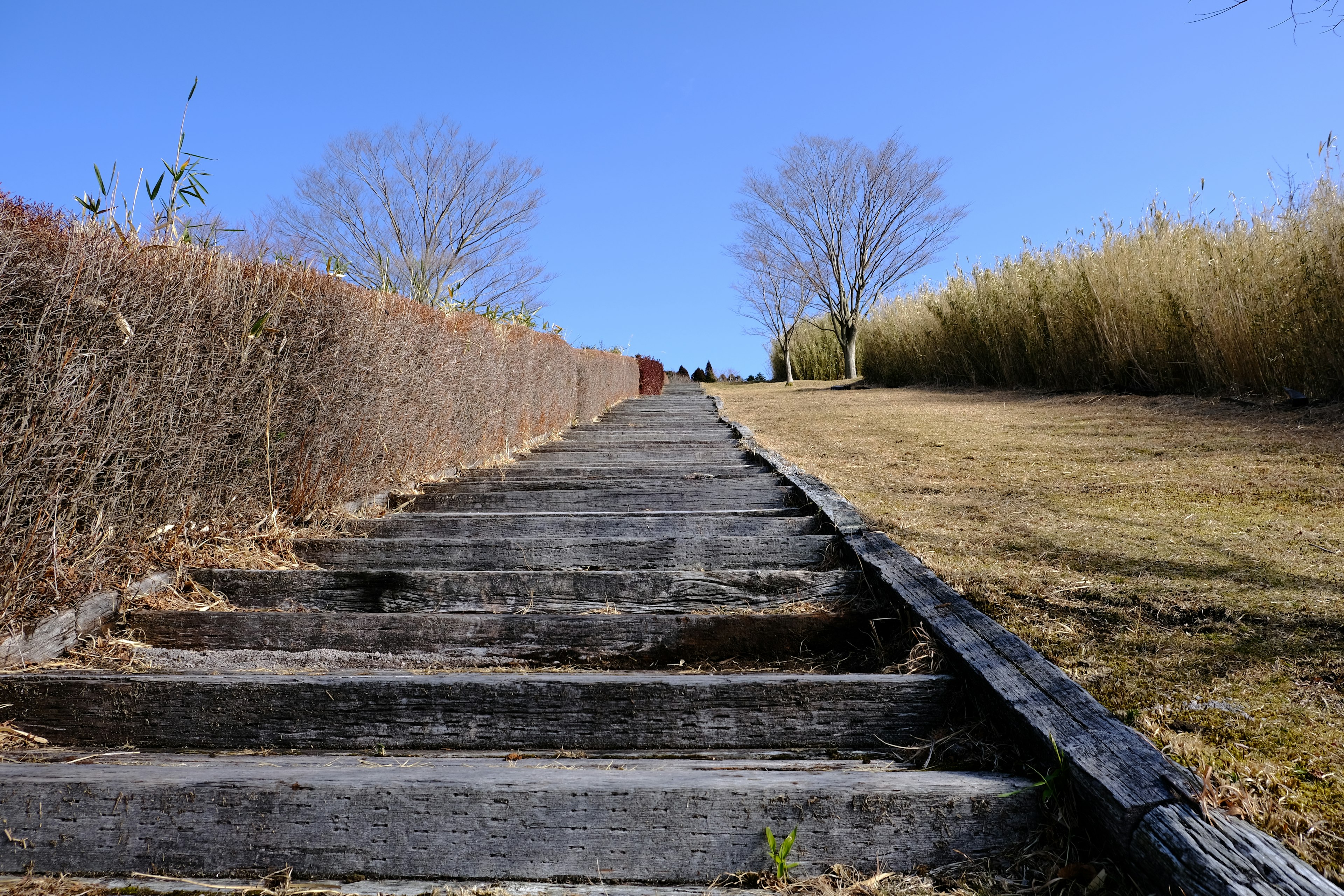 View of wooden steps leading upward with blue sky and trees