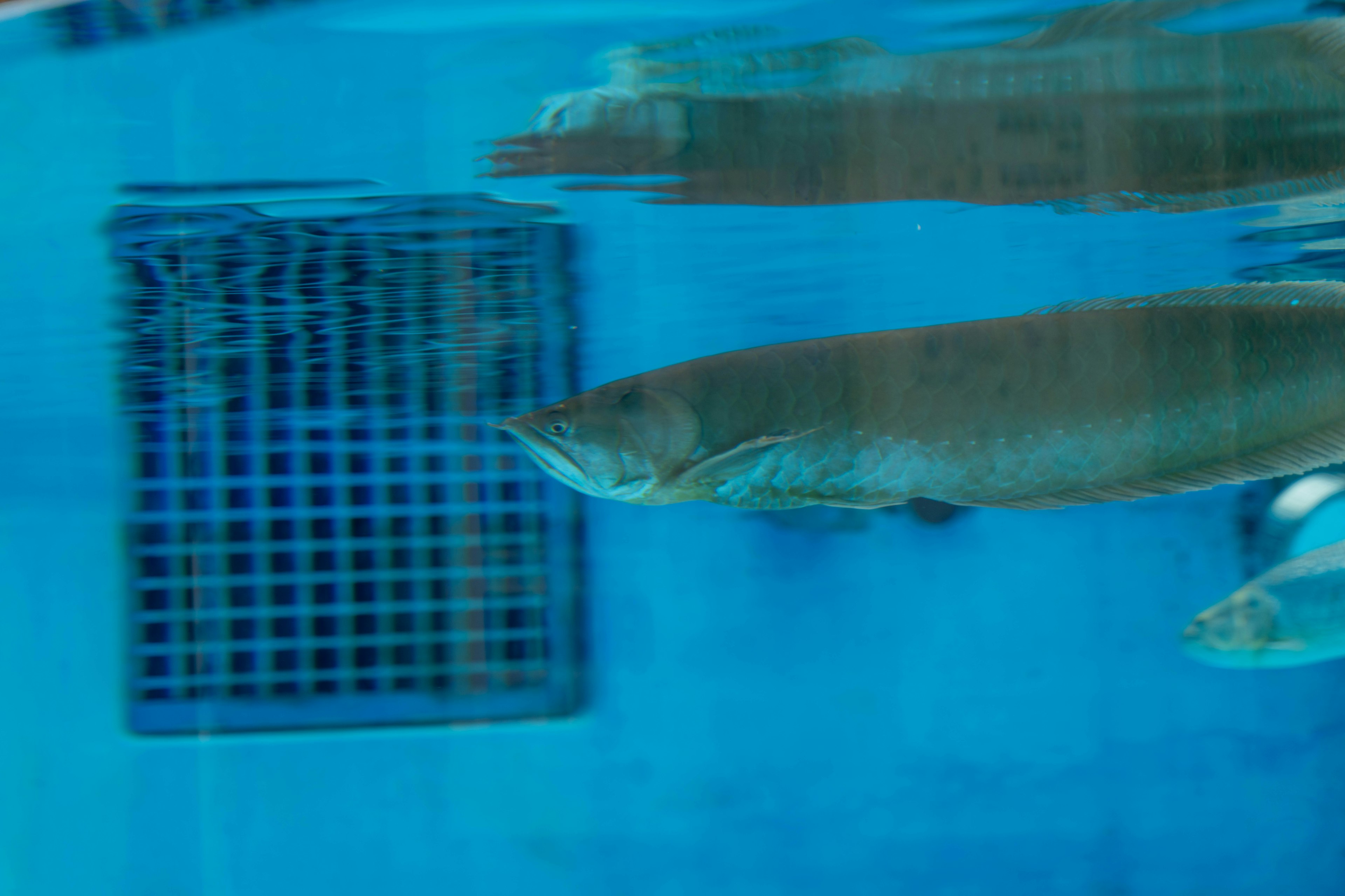 Fish swimming in blue water near a grid pattern