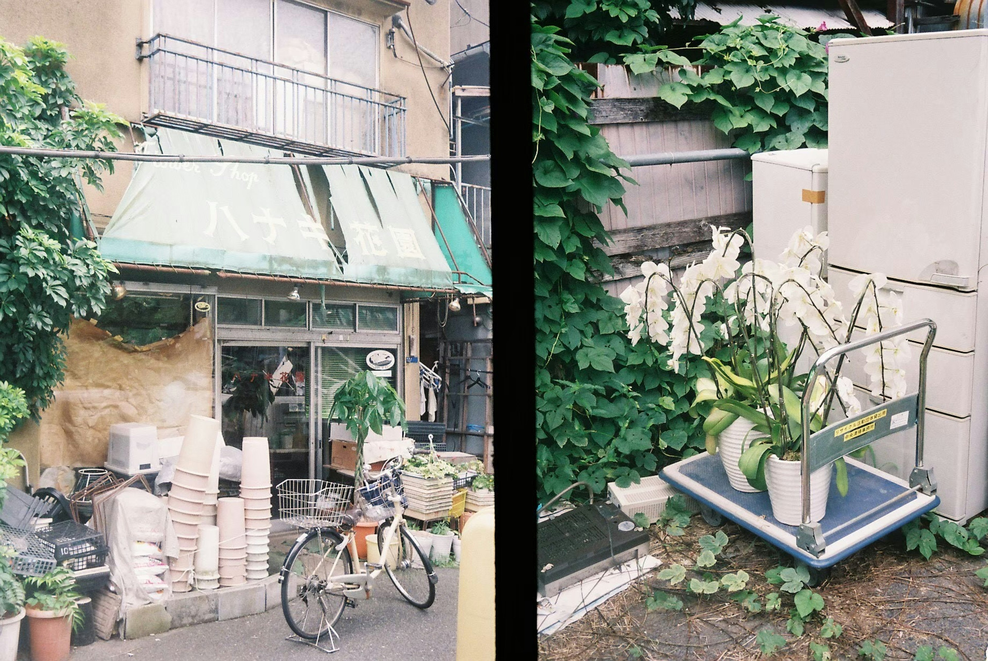 緑の植物に囲まれた小さな店舗と屋外の花が置かれたスペース