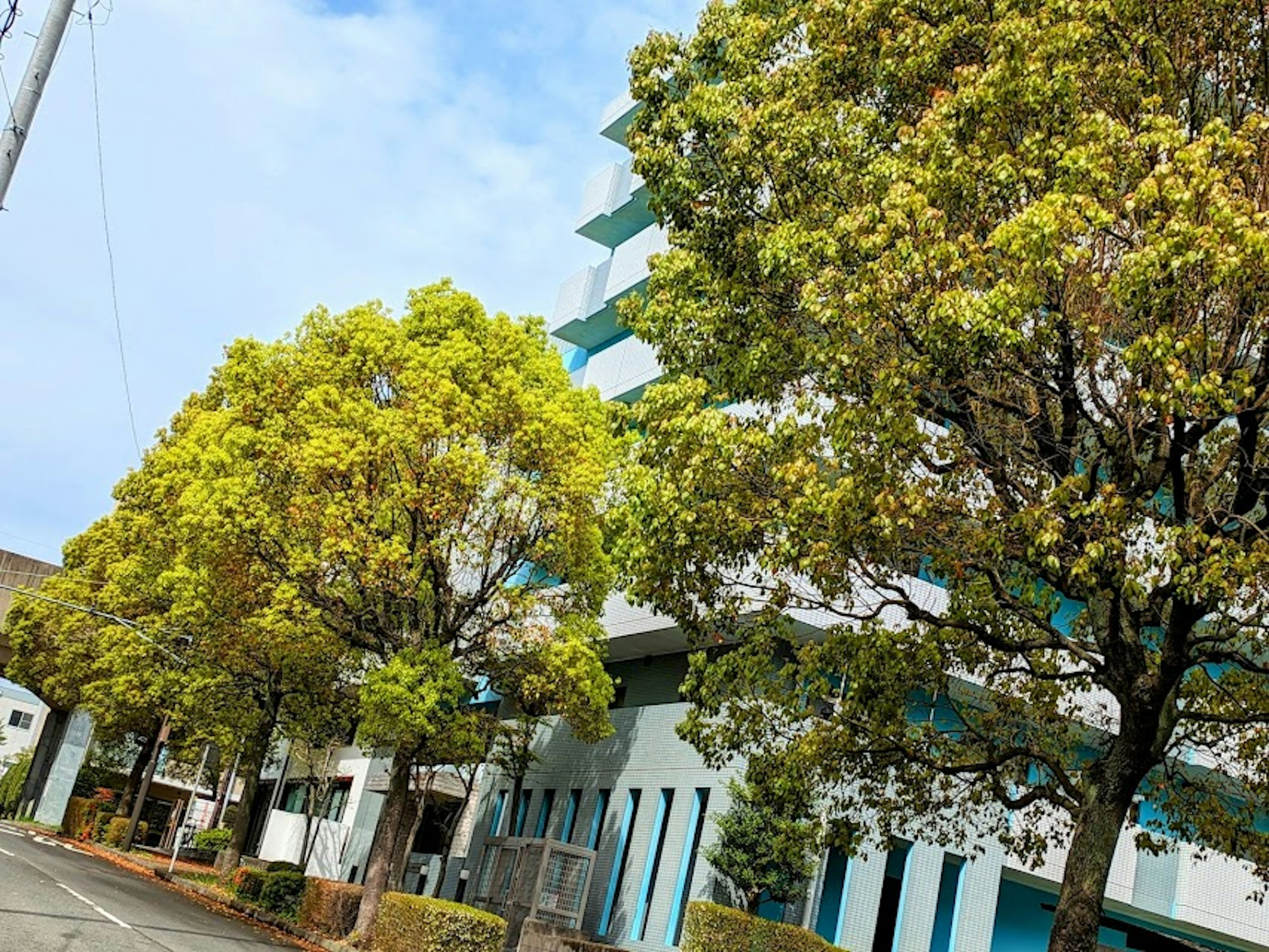 Pohon hijau subur di samping gedung modern di bawah langit cerah