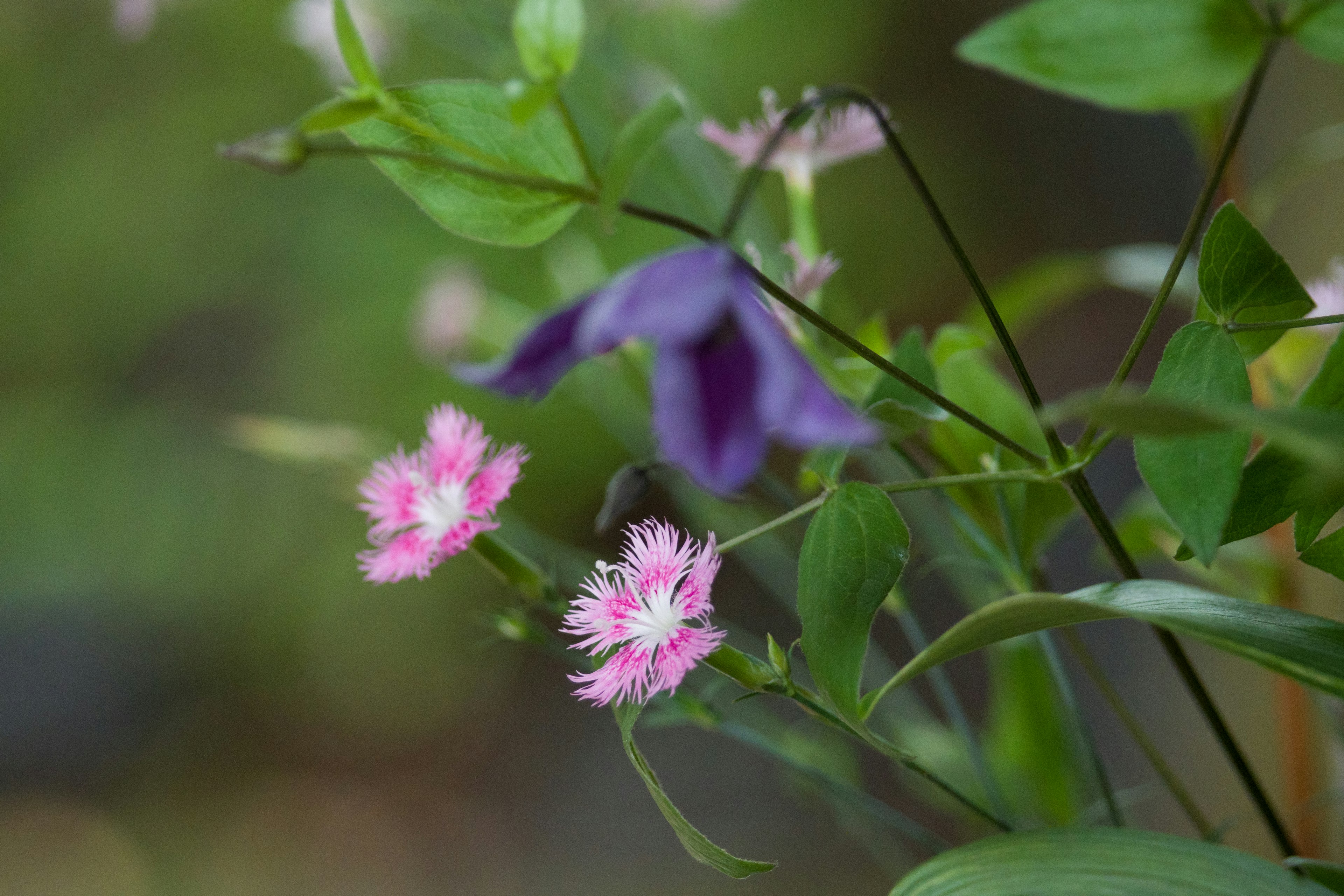 Fleurs colorées dans un arrière-plan vert avec des fleurs roses et violettes