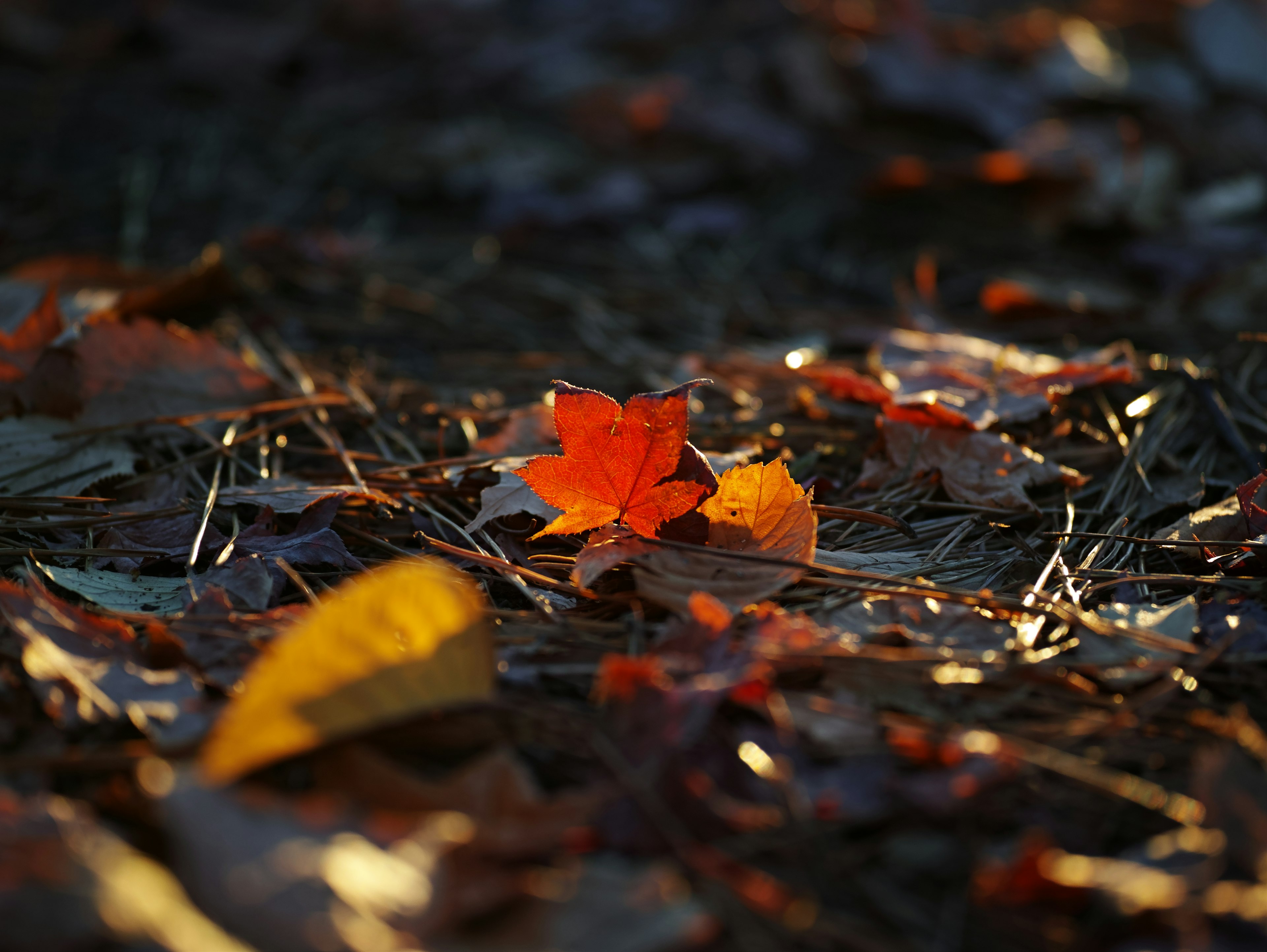 Autumn leaves scattered on the ground with a prominent orange leaf