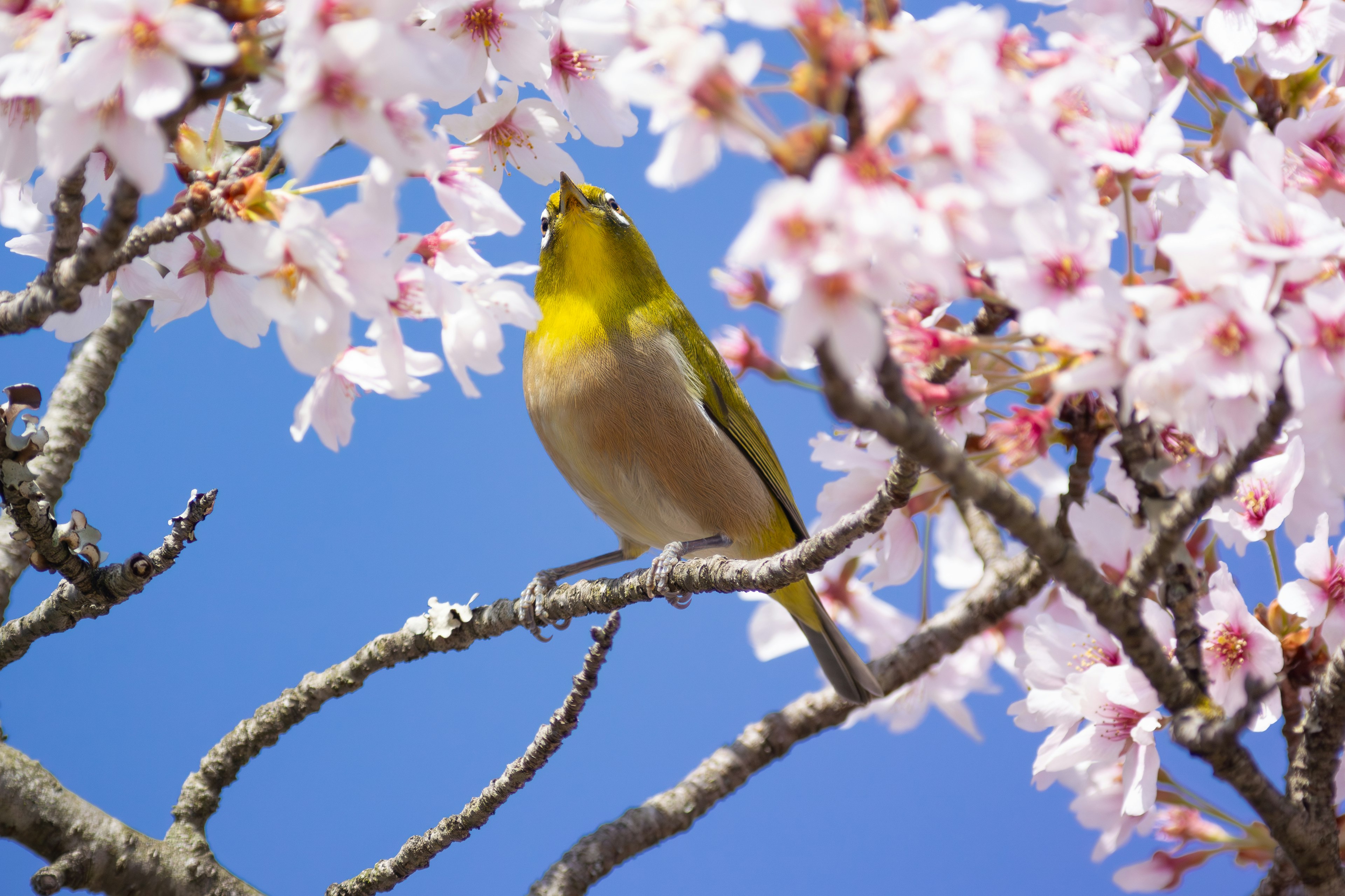 Un piccolo uccello giallo tra i fiori di ciliegio con cielo blu