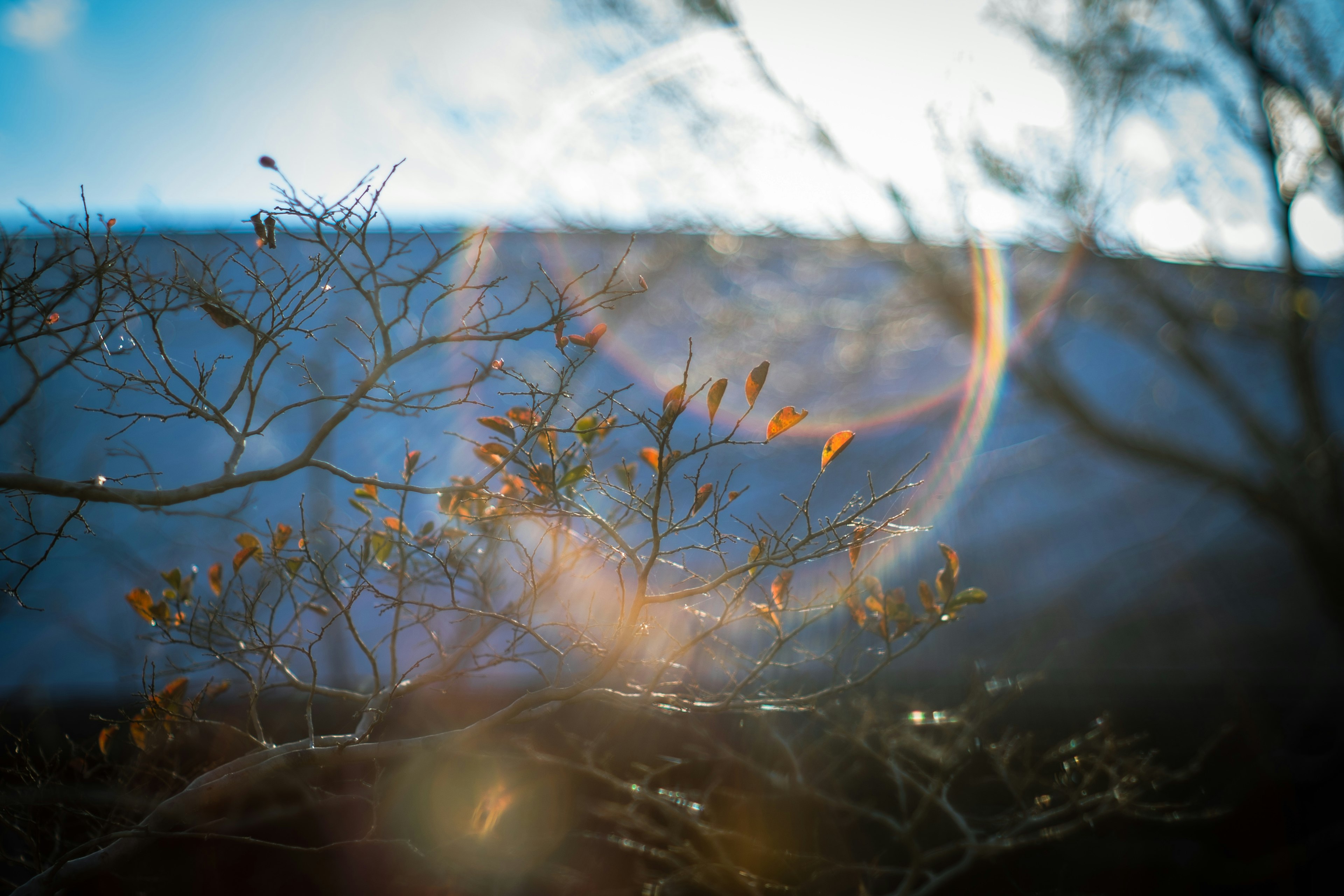 Blurred branches against a bright blue sky with sunlight flare