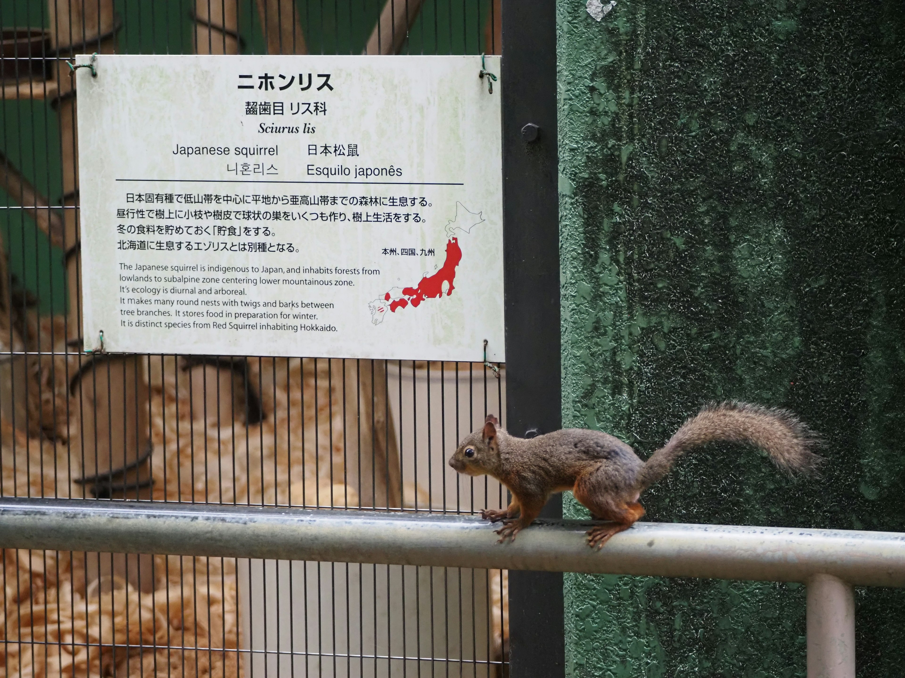 Seekor tupai berjalan di pagar di kebun binatang Jepang