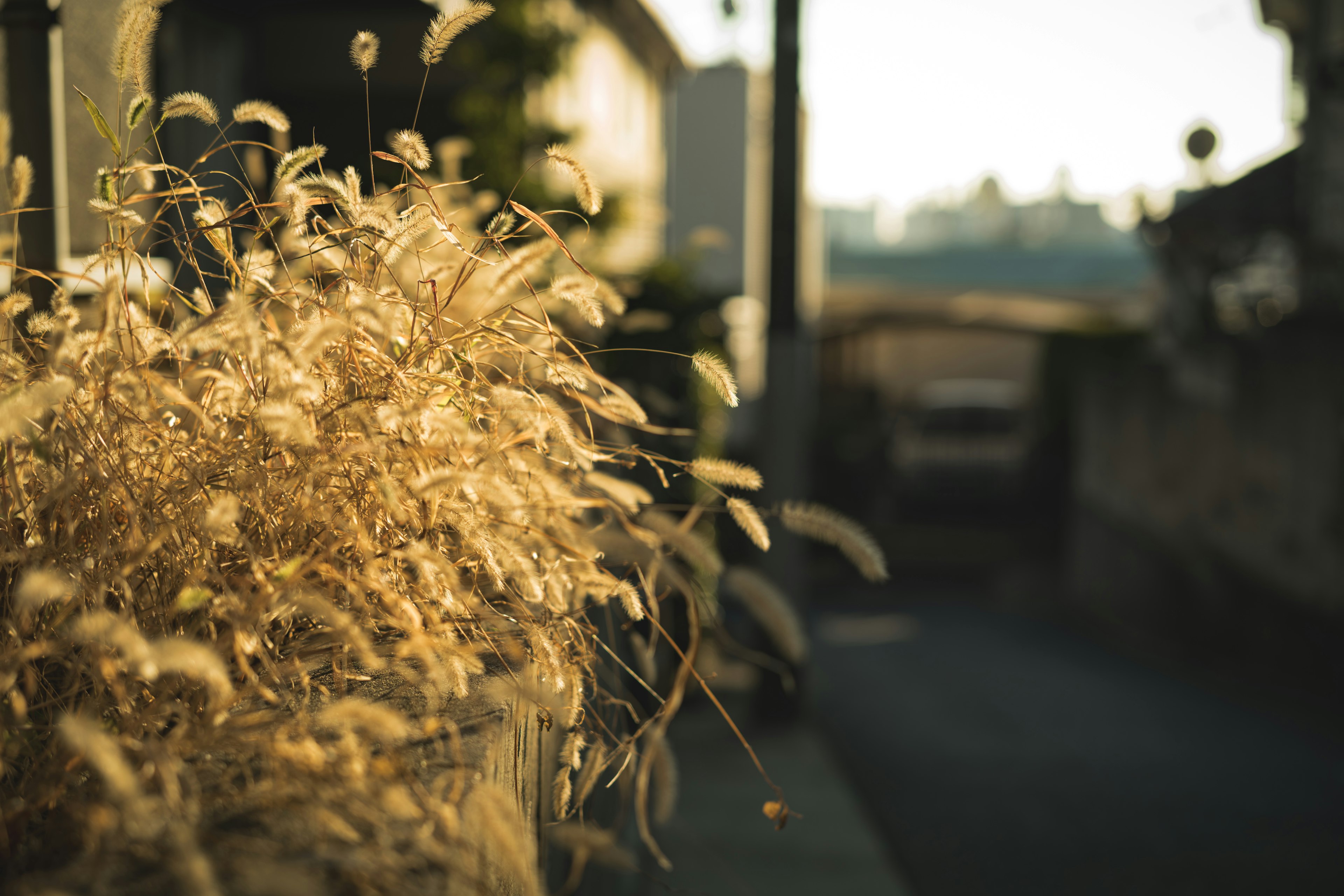 Herbe dorée illuminée par le coucher de soleil le long d'un chemin