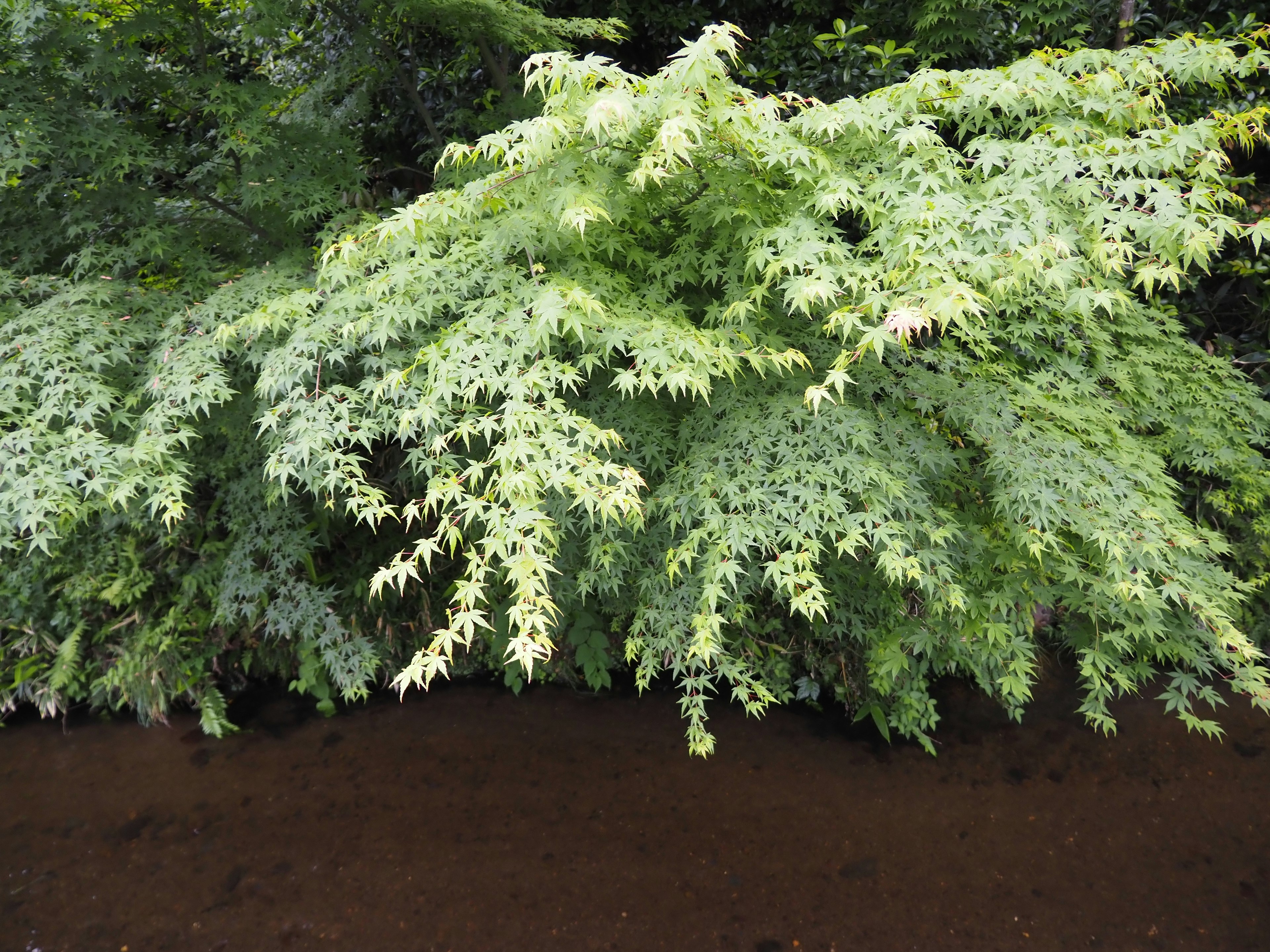 Ramas verdes y frondosos de un árbol que se extienden sobre un arroyo oscuro