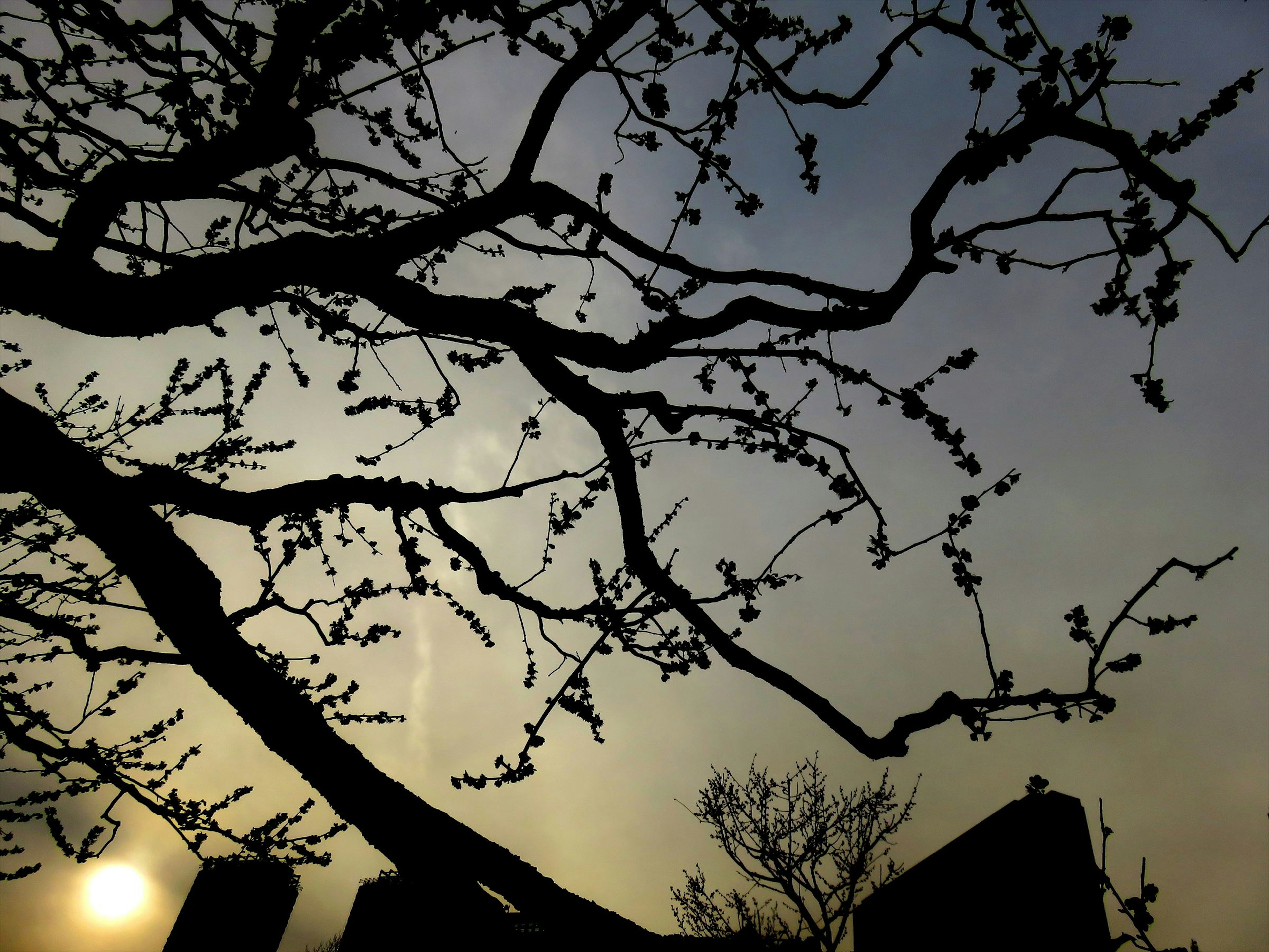 Ramas de árbol en silueta y brotes contra un cielo crepuscular