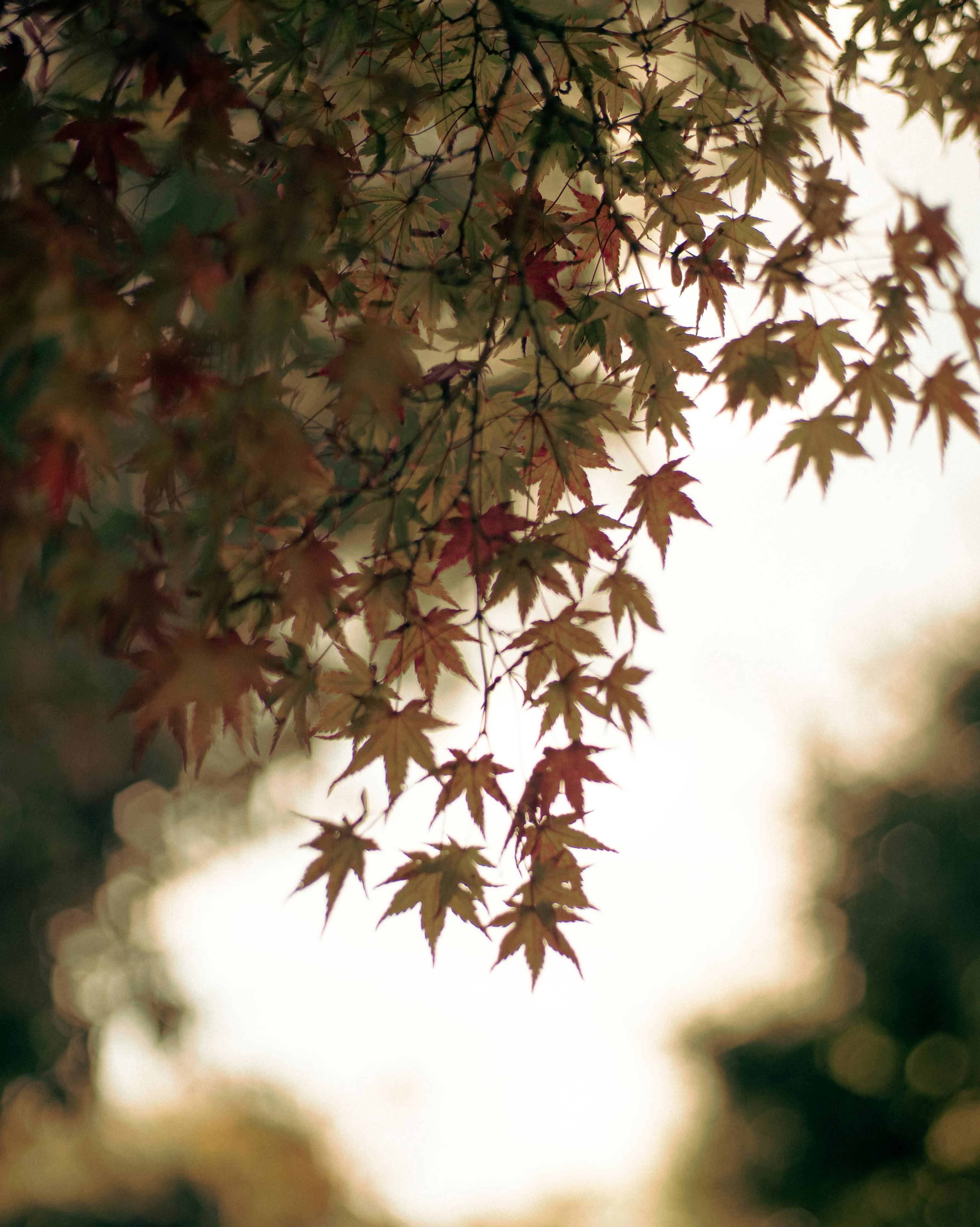 Maple leaves in autumn colors illuminated by soft light