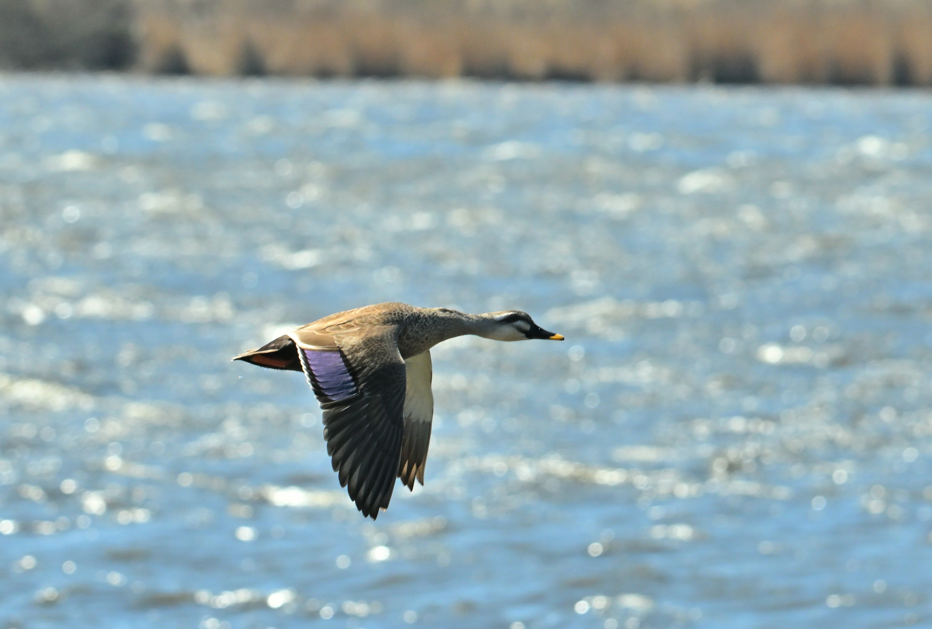 Un pato volando sobre el agua con un fondo azul y juncos