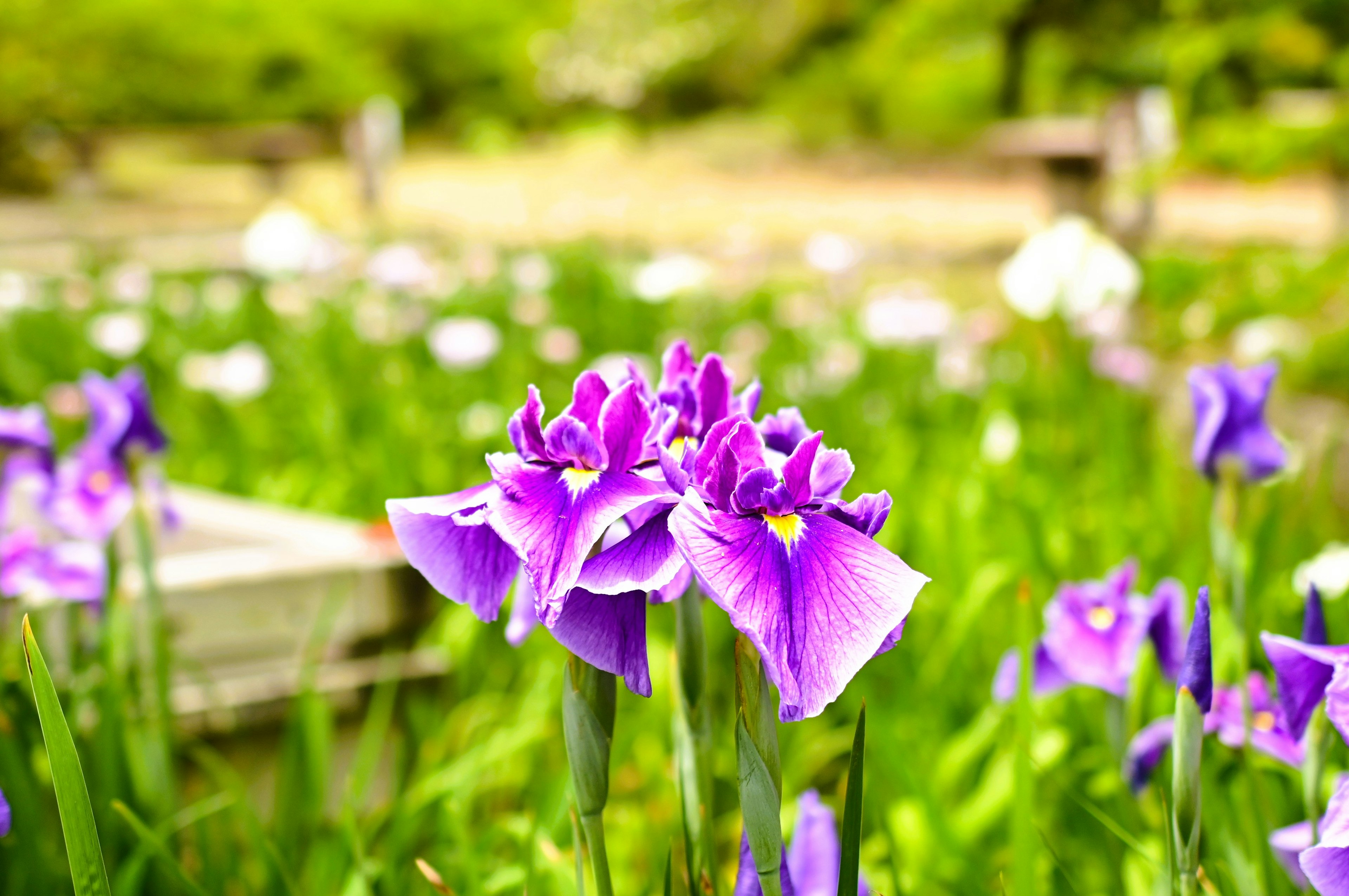 紫色の花が咲く美しい風景の中のアイリス