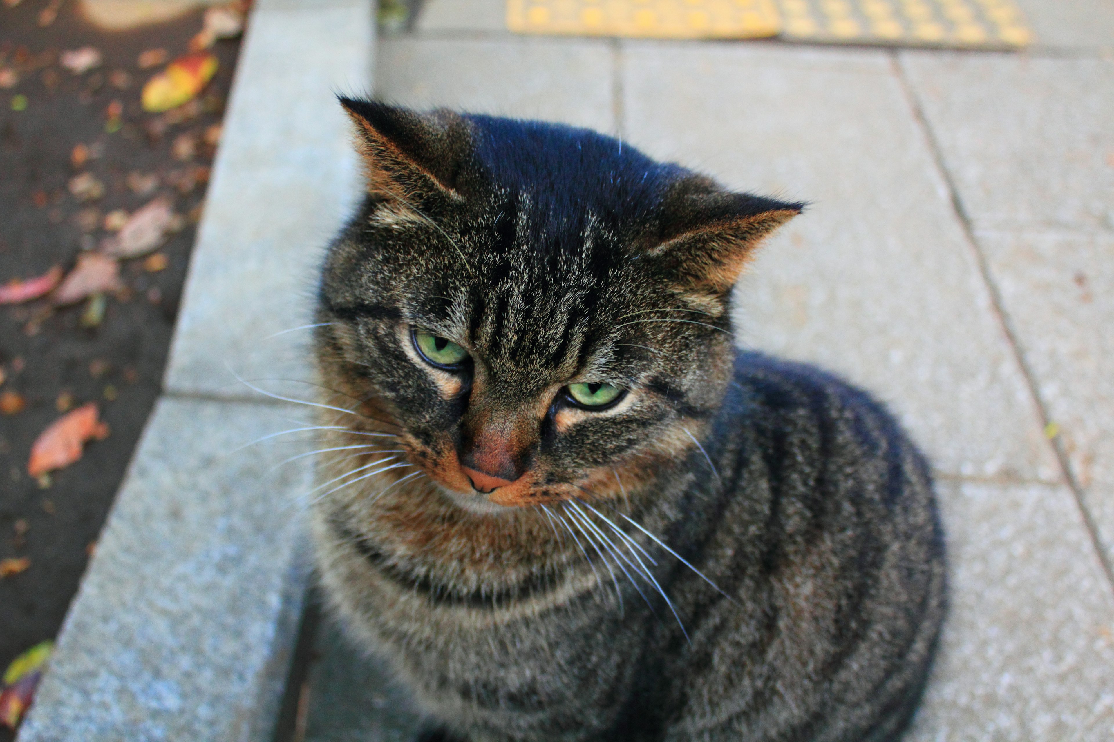 Un gato atigrado con mirada seria y ojos verdes sentado en un pavimento