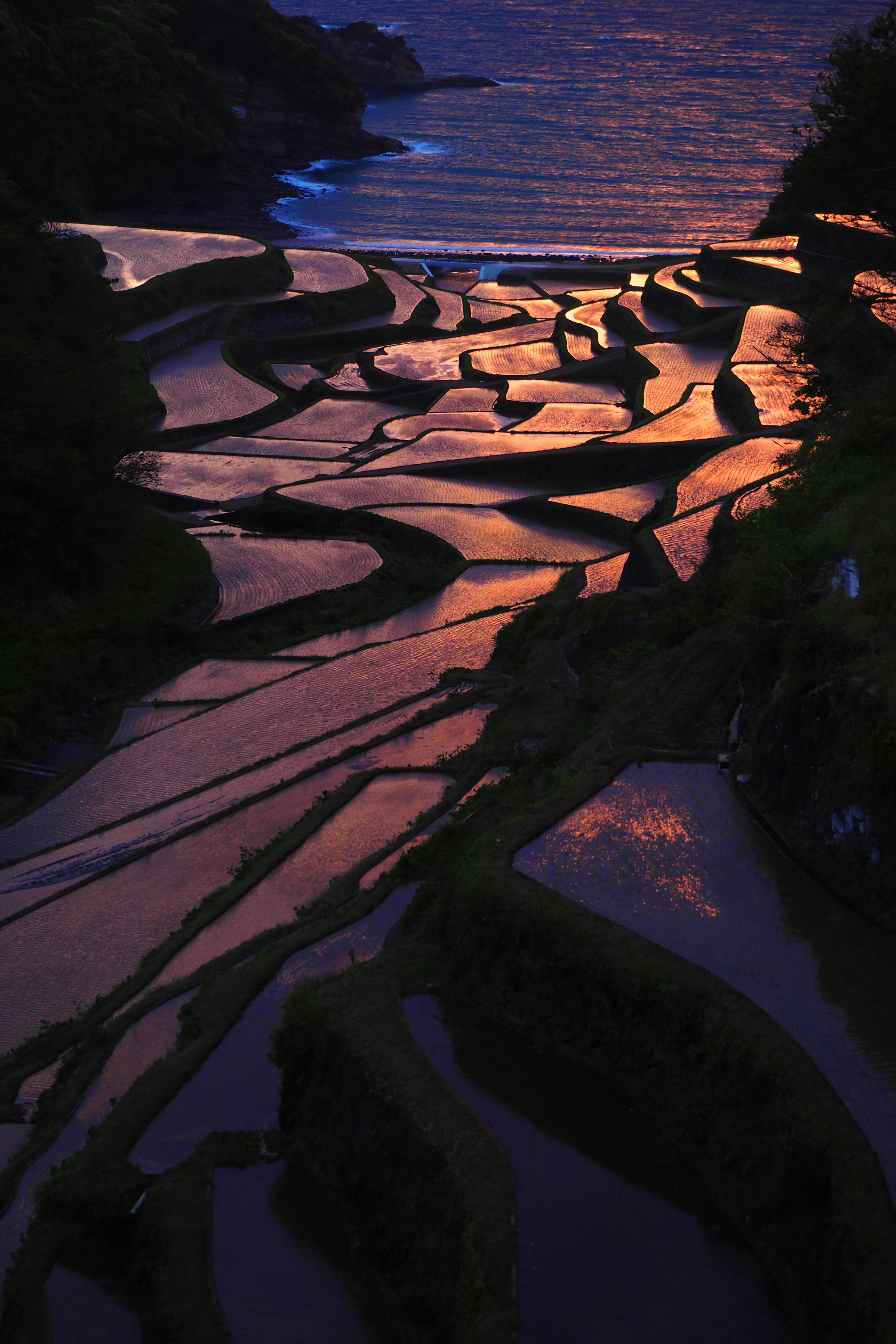 Hermosos campos de arroz en terrazas reflejando la luz del atardecer