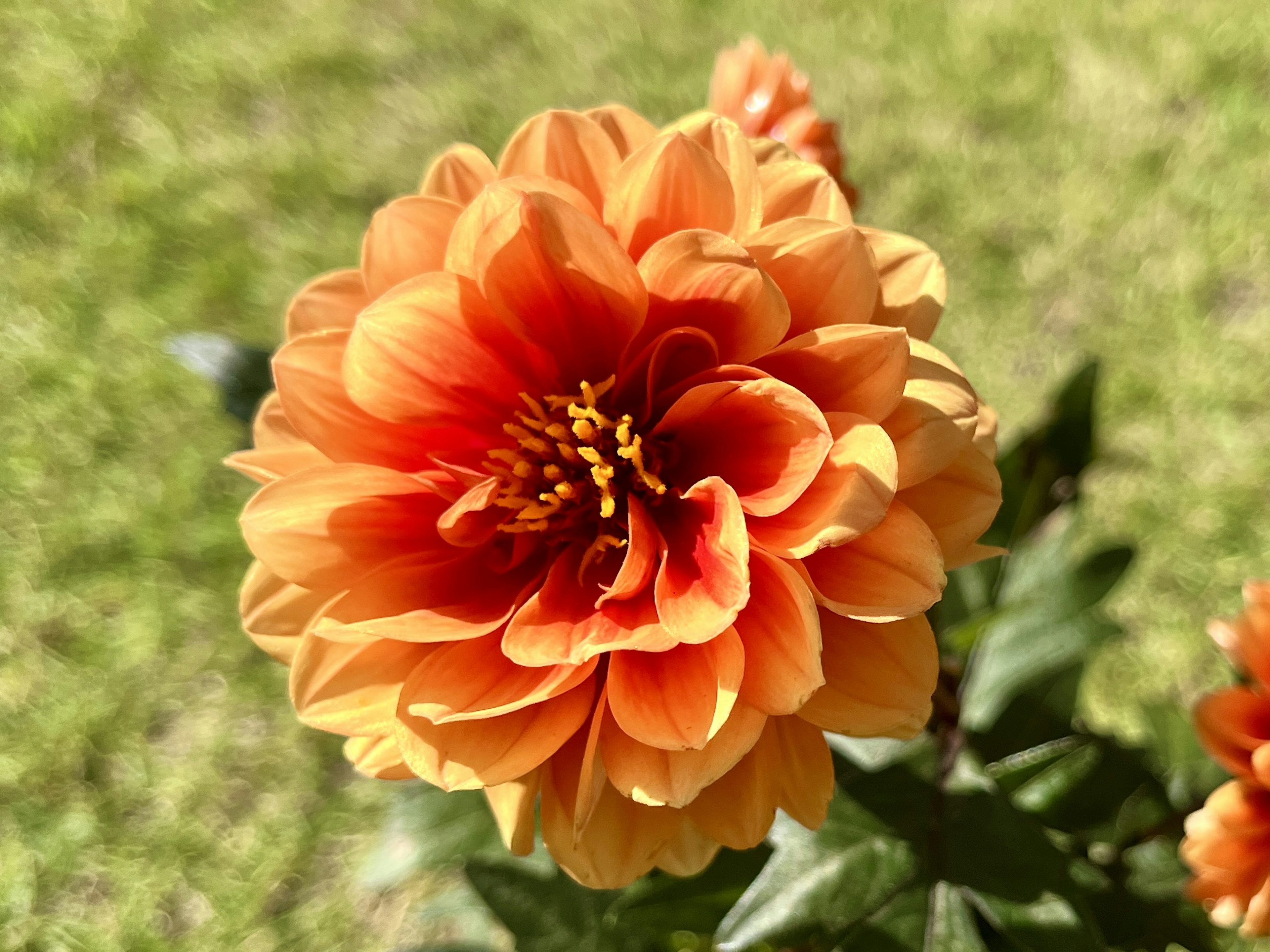 A dahlia flower with orange petals blooming against a green background