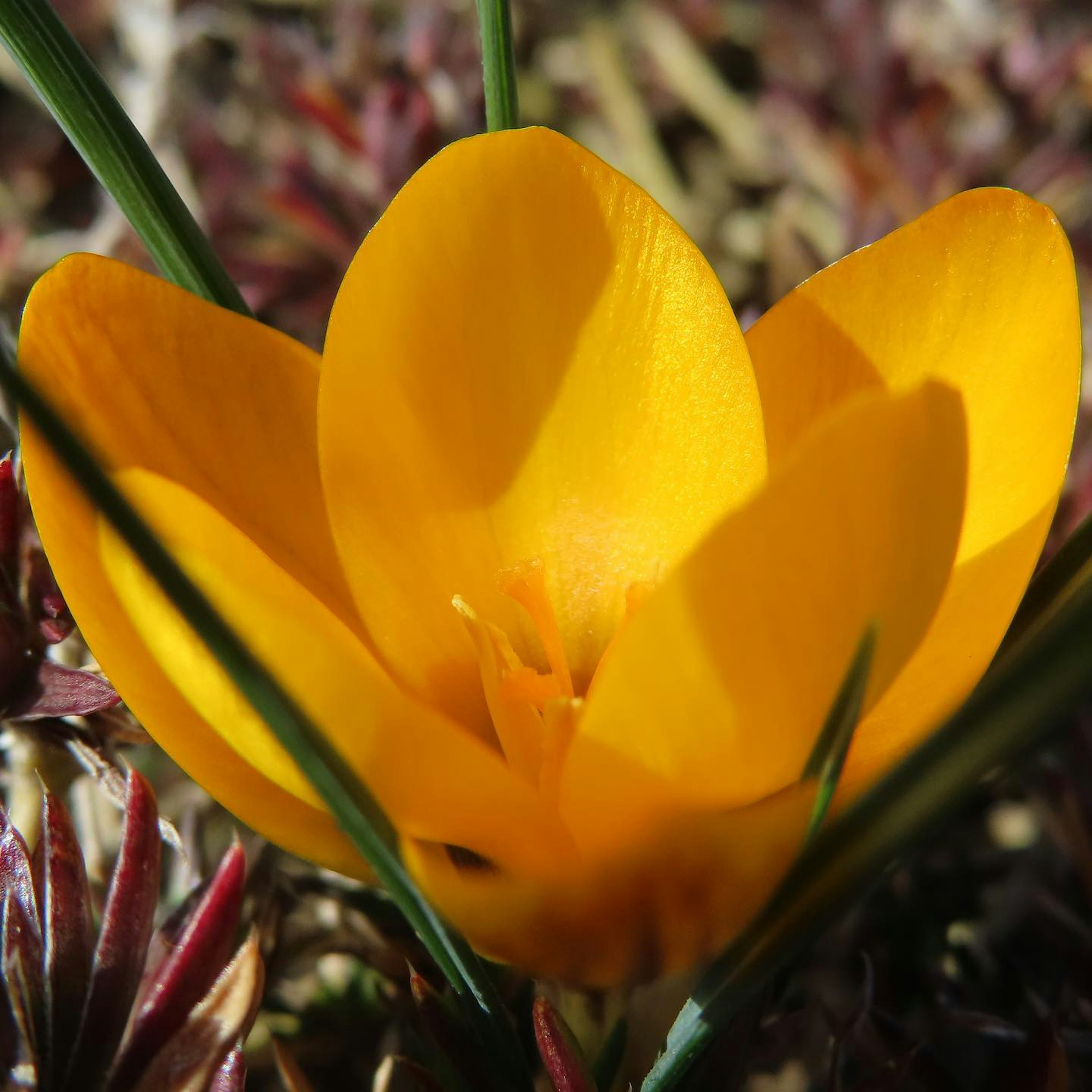 Vibrant yellow crocus flower blooming among grass