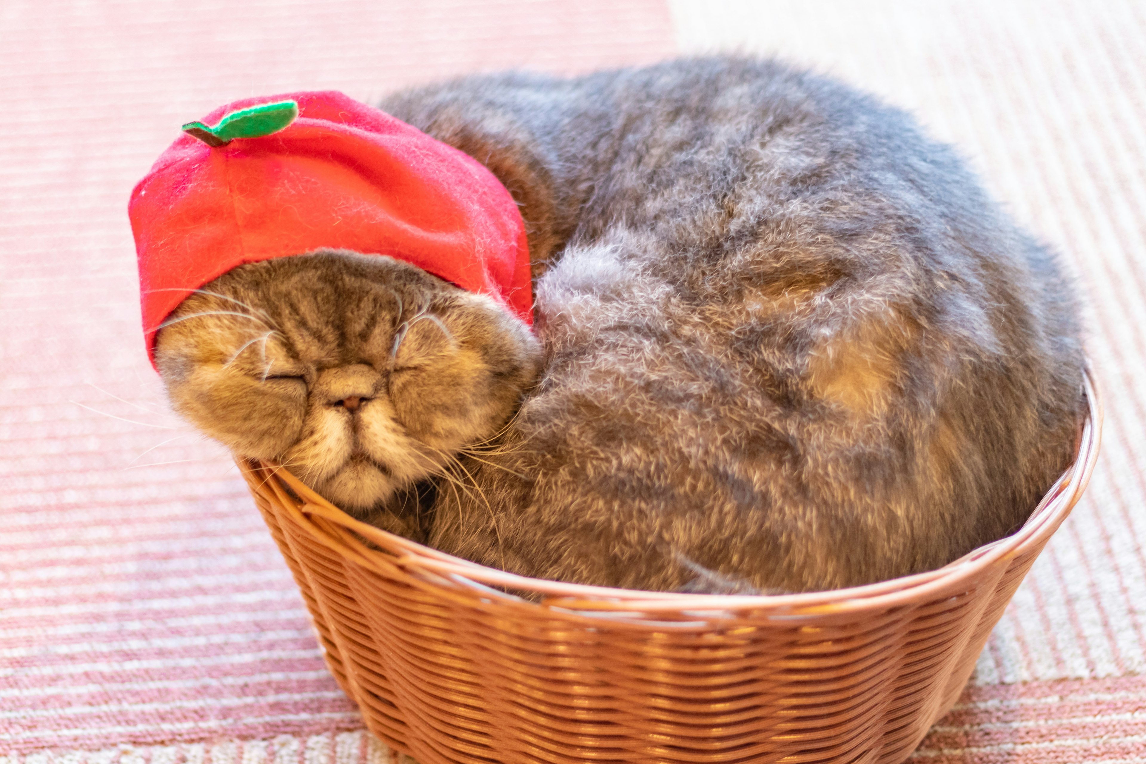 A cat wearing a red hat curled up in a wicker basket