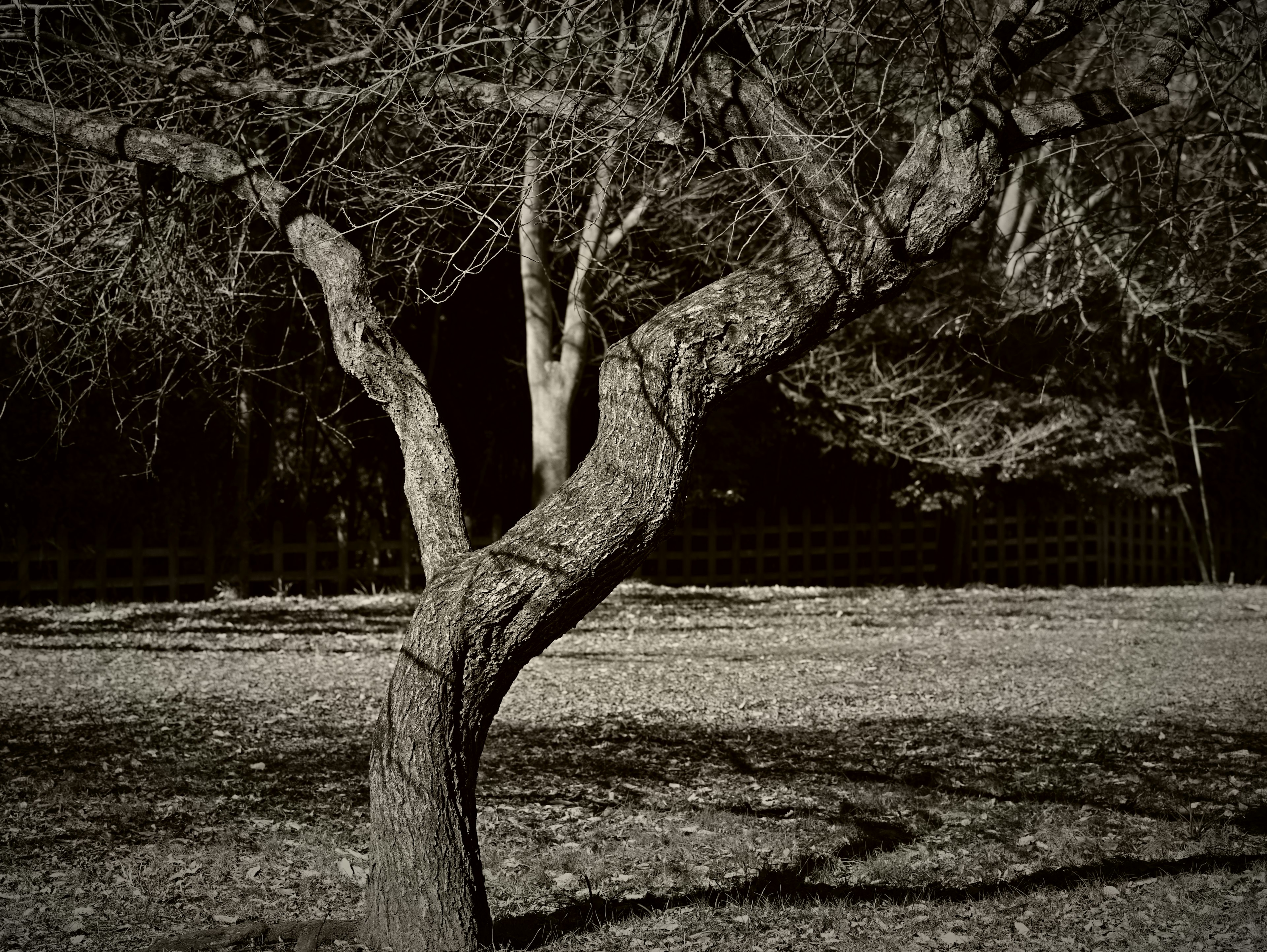 Un tronco d'albero contorto spicca in un paesaggio in bianco e nero