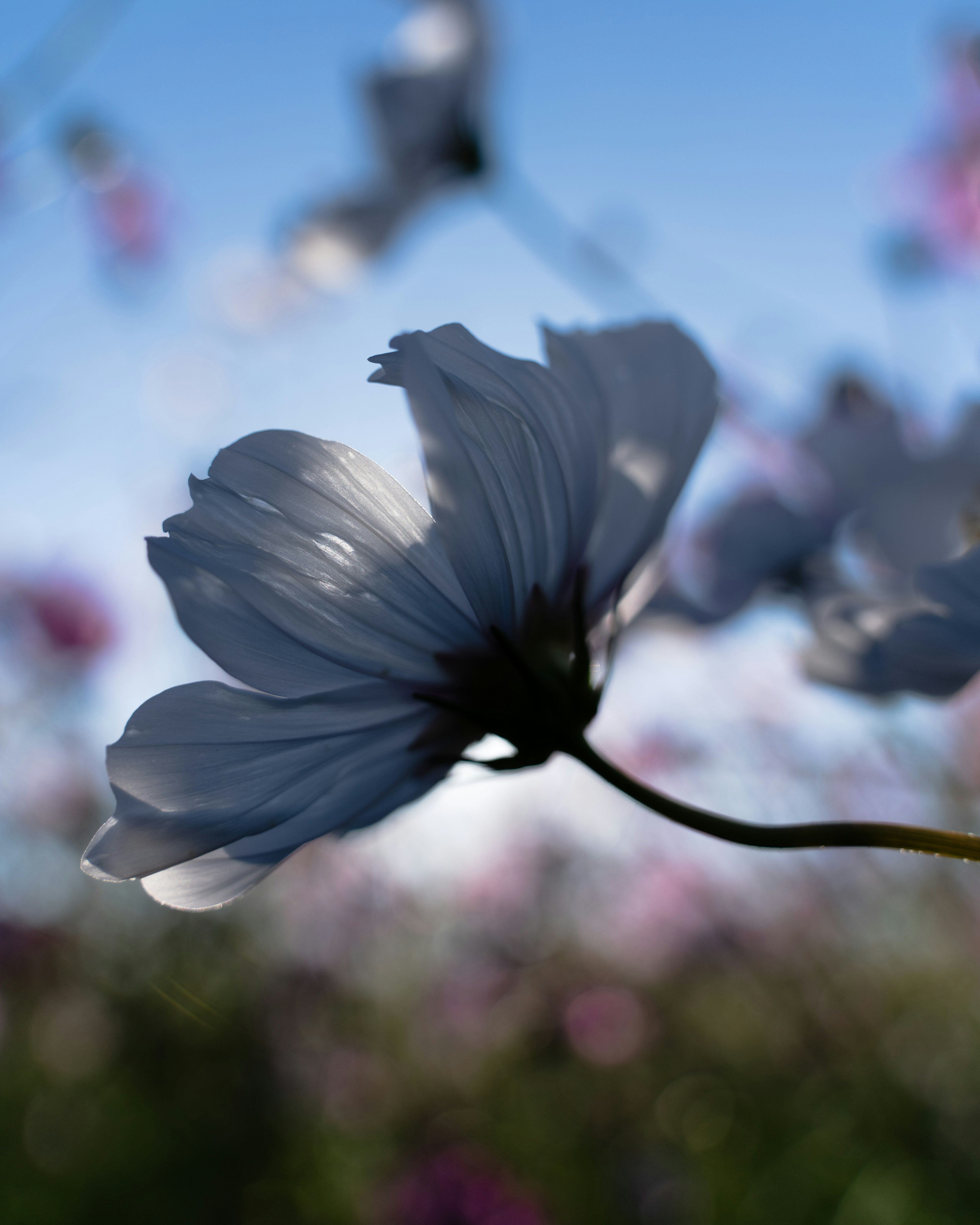 Silhouette d'une fleur blanche contre un ciel bleu